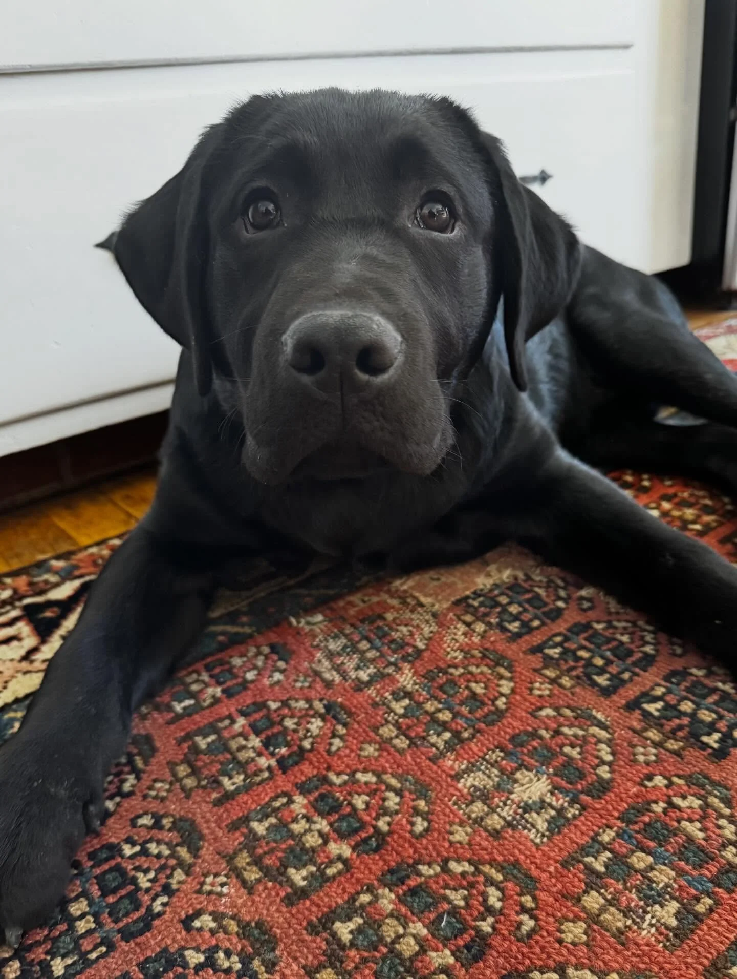 Just a majestic 5-month old George taking his obedience outside now that first spring is here!

#dogtraining #obedience #markertraining #george #iamgreatbayk9