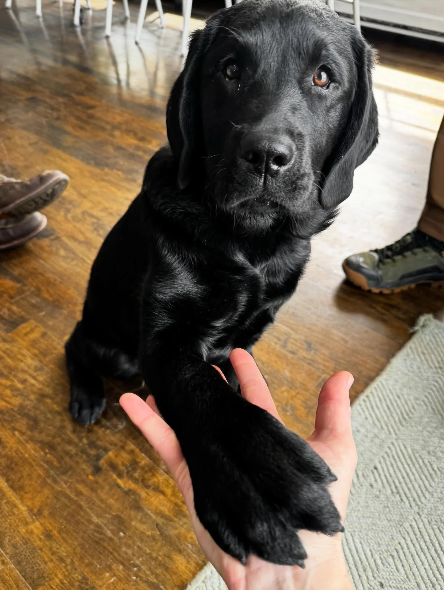 Pleased to meet you, Blue 💙

#dogtraining #obedience #markertraining #blacklab #iamgreatbayk9