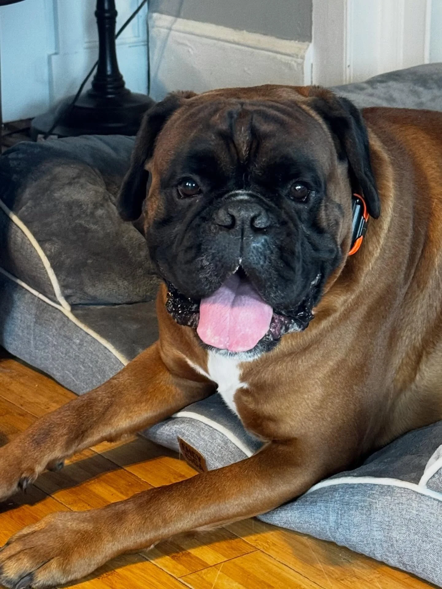 Checking in with GBK9 OGs Gus &amp; Willow and their new fur brother Gucci. Then some Gus adventures for the day (he&rsquo;s a real ladies man)

#dogtraining #markertraining #daytraining #obedience #iamgreatbayk9