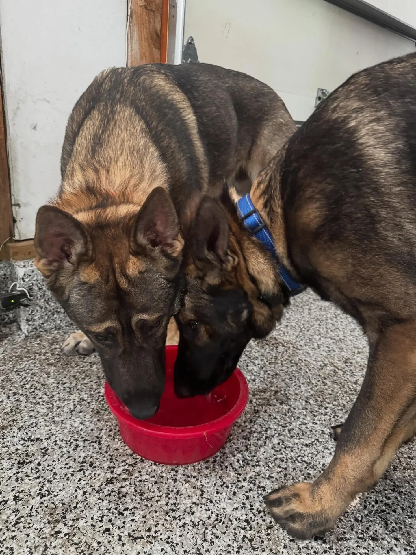 Remember when Rudy &amp; Floki were puppies?! 😭 Check out these handsome one year olds now ❤️

#dogtraining #obedience #markertraining #germanshepherd #iamgreatbayk9