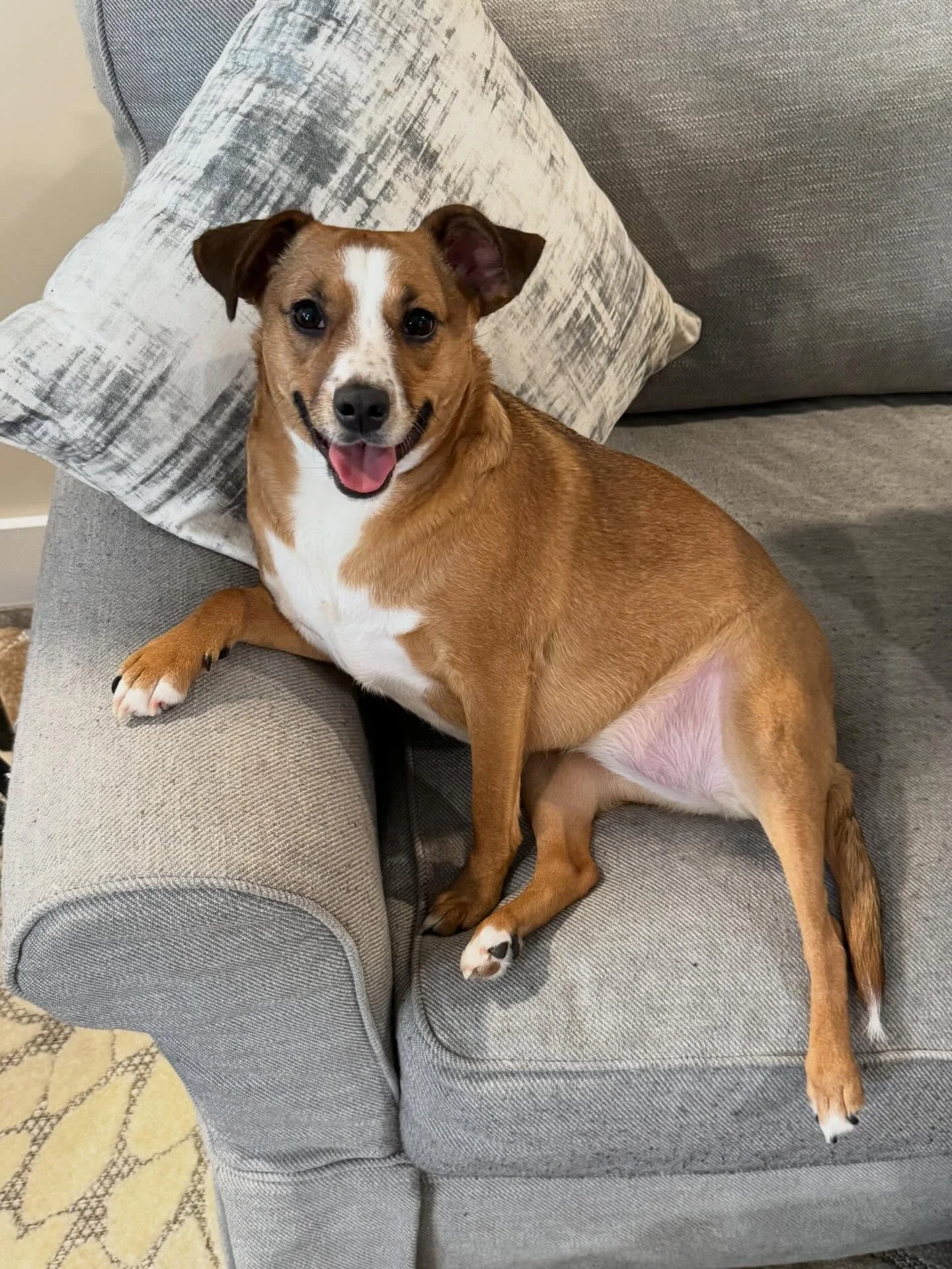 With consistency, patience and a whole lot of love, Journey has blossomed into a playful and trusting pup! Happy 5-month gotcha day sweet girl, we&rsquo;re honored to be part of your story. 

#dogtraining #markertraining #obedience #journey #iamgreat