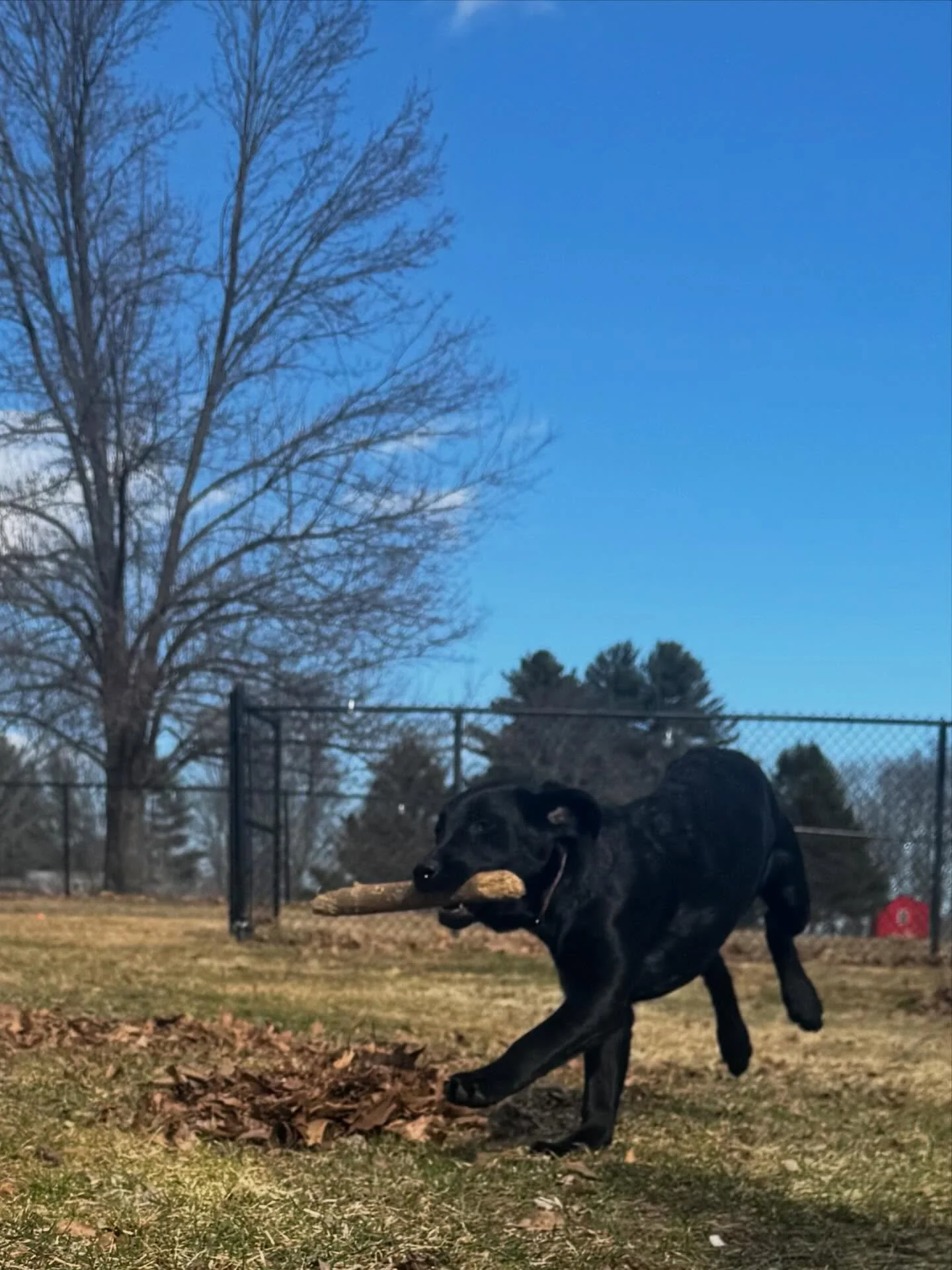 Double the fun during Stella &amp; Kona&rsquo;s second session! The girls had gotten so good at obedience inside that we were able to take things outside and start putting positions in motion. 

#dogtraining #markertraining #obedience #stella #kona