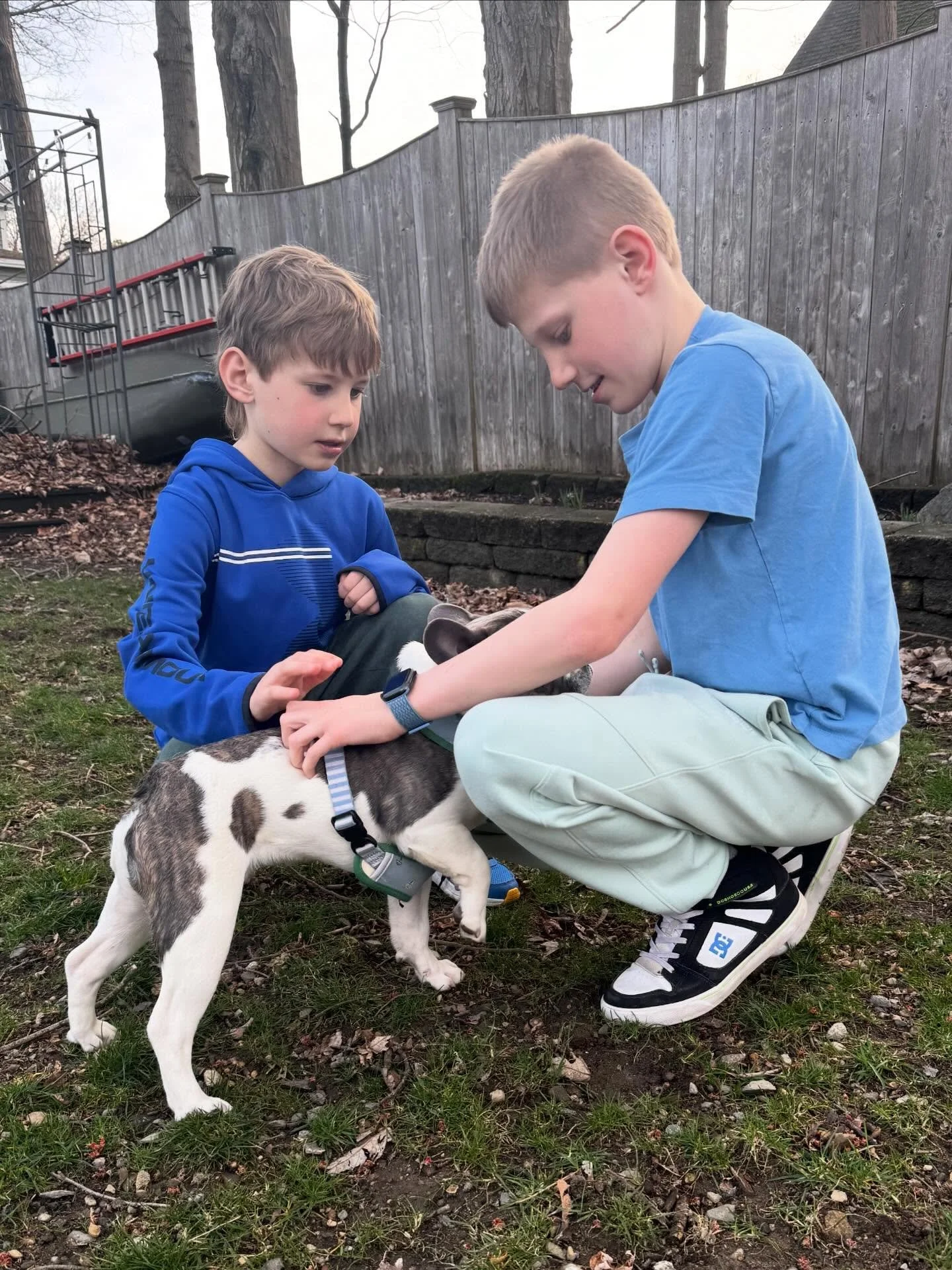A little stay and train with Smalls (and some small trainers)🤣

#dogtraining #obedience #markertraining #stayandtrain #iamgreatbayk9