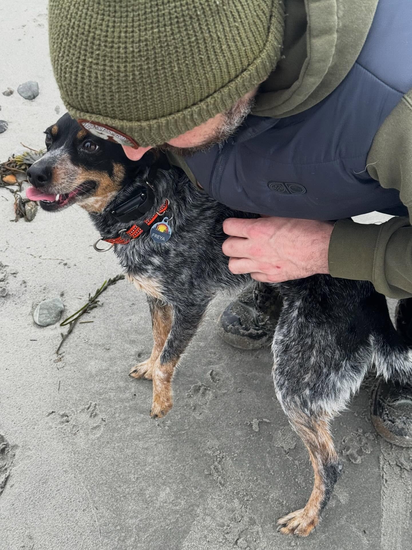 The adventures of a beach dog - check out Freya living her best life!

#dogtraining #obedience #markertraining #freya #iamgreatbayk9