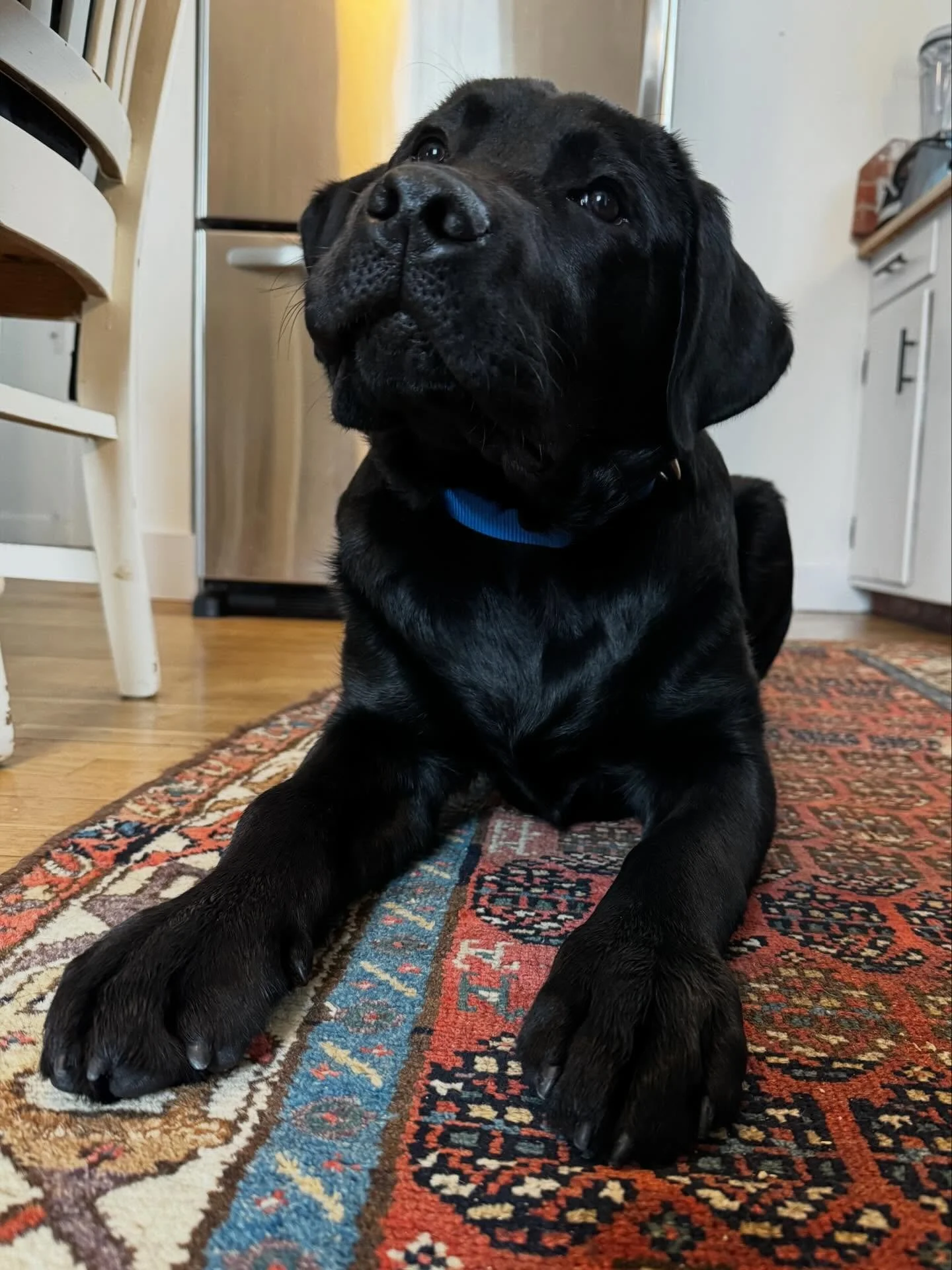 Swipe to lay an ecollar foundation for George!

#dogtraining #obedience #markertraining #ecollartechnologies #iamgreatbayk9