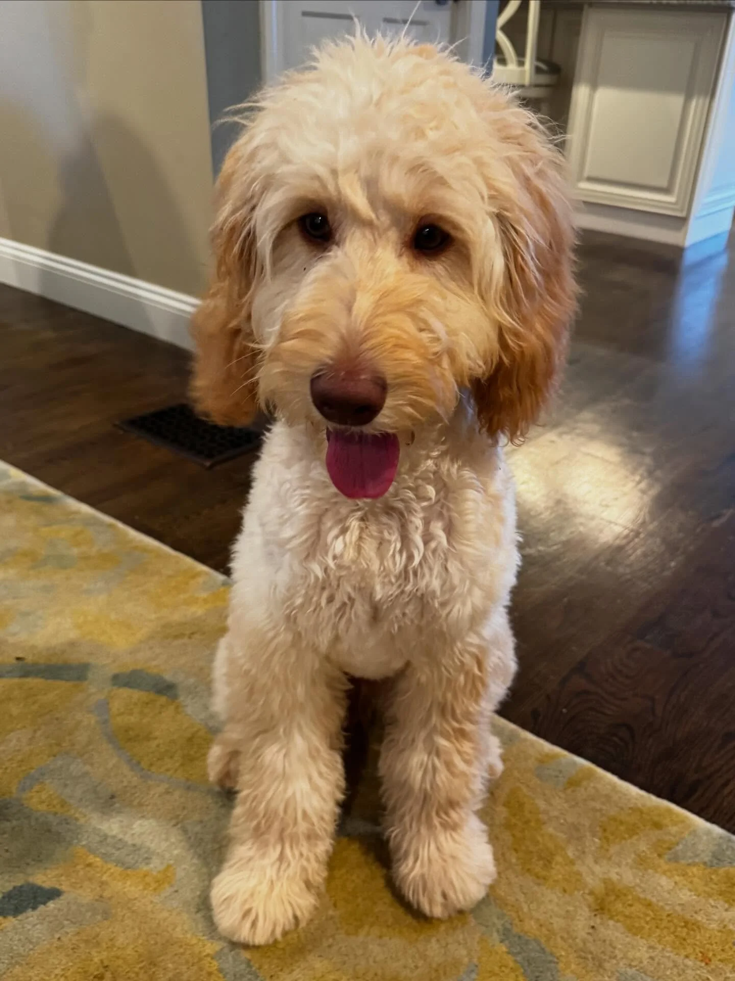 Australian cobberdog Maggie getting started on her marker training journey! We expect big things out of this girl as she trains to be a school therapy dog 👏 

#dogtraining #obedience #markertraining #cobberdog #iamgreatbayk9