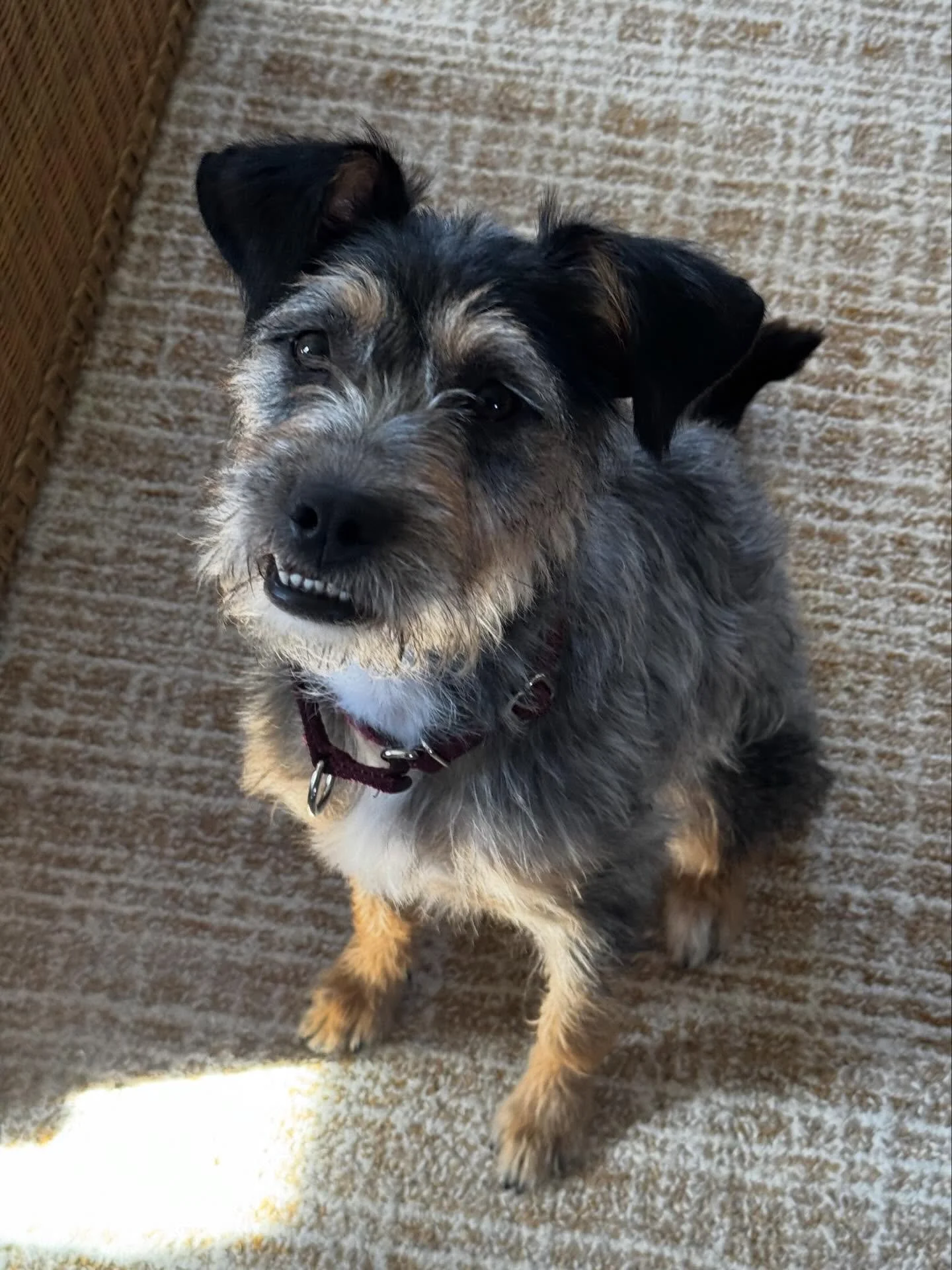 Rescue girl Yzma getting started on her marker training journey!

#dogtraining #obedience #markertraining #rescuedog #iamgreatbayk9