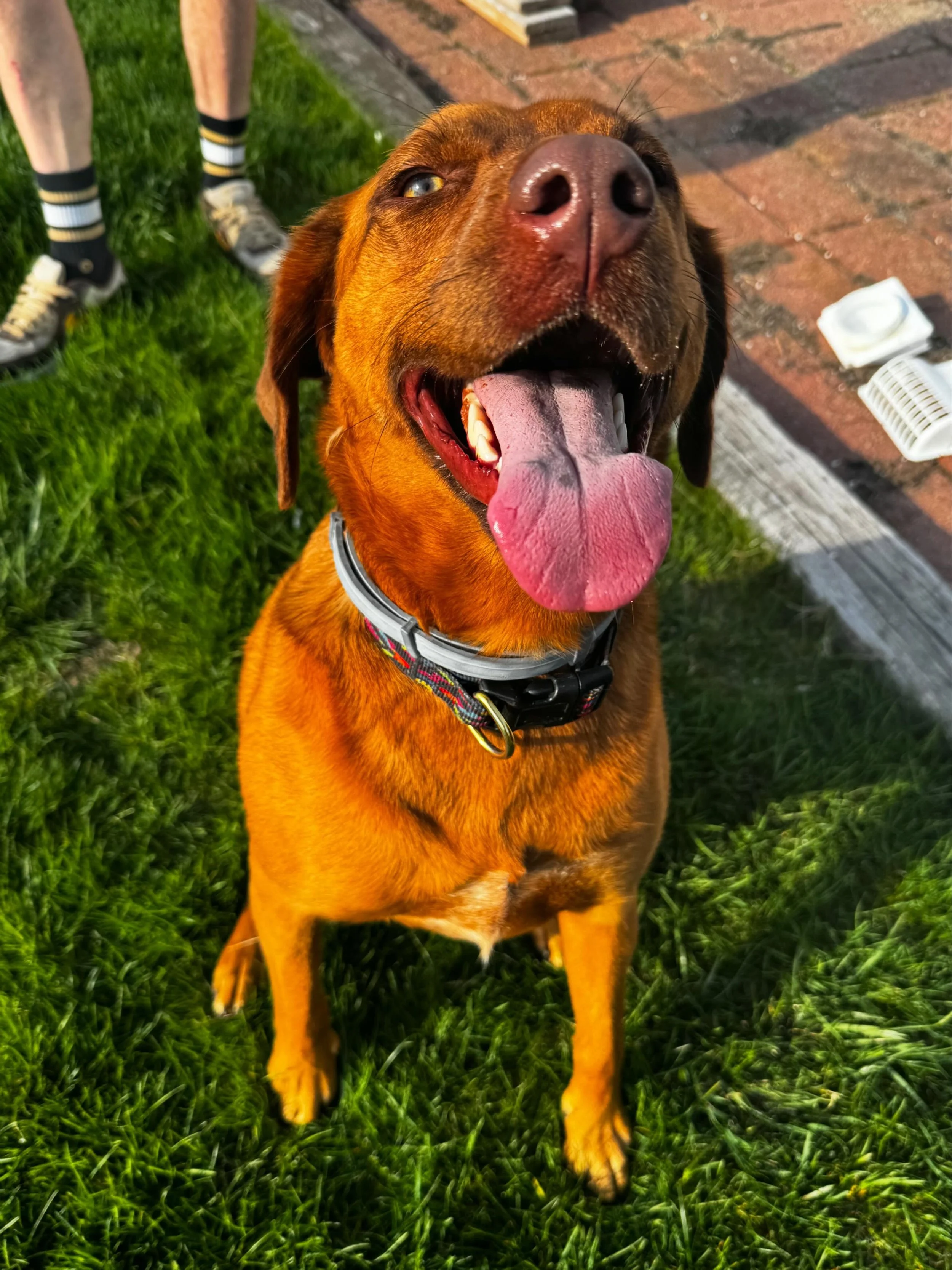 Happy dog Violet showing off her outdoor obedience &amp; leash work!

#dogtraining #obedience #markertraining #violet #iamgreatbayk9