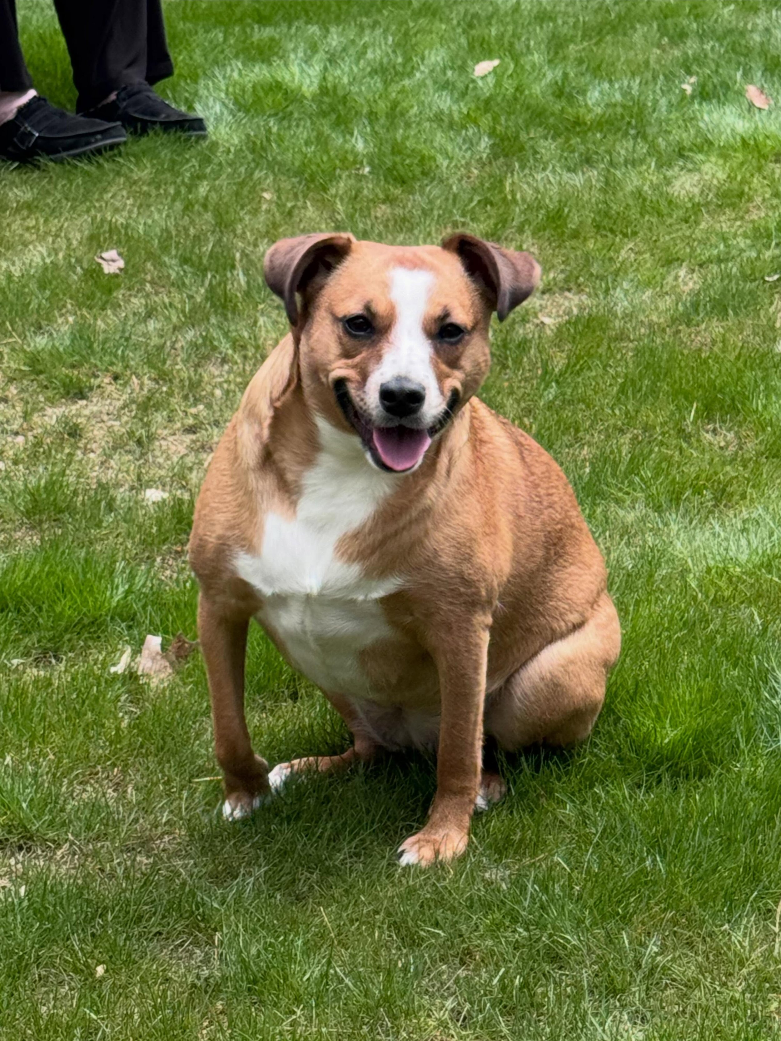 Get outside for some off-leash recalls and fetch with Journey! We&rsquo;re so proud of how far this sweet girl has come. 
#dogtraining #obedience #markertraining #journey #iamgreatbayk9