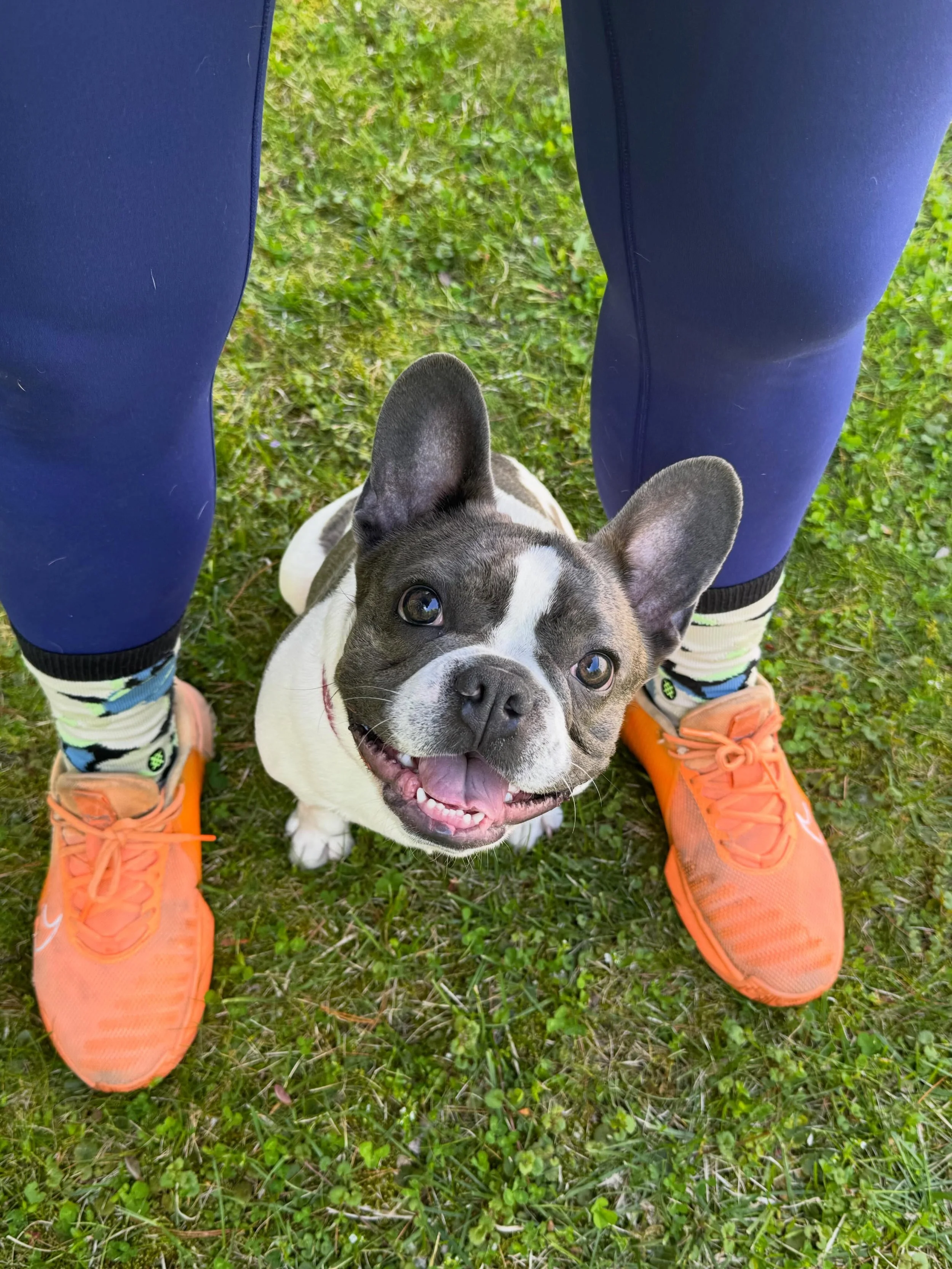 If you&rsquo;ve ever thought to yourself &ldquo;my dog is too little for obedience,&rdquo; Smalls is here to prove you wrong!

#dogtraining #obedience #markertraining #frenchie #iamgreatbayk9