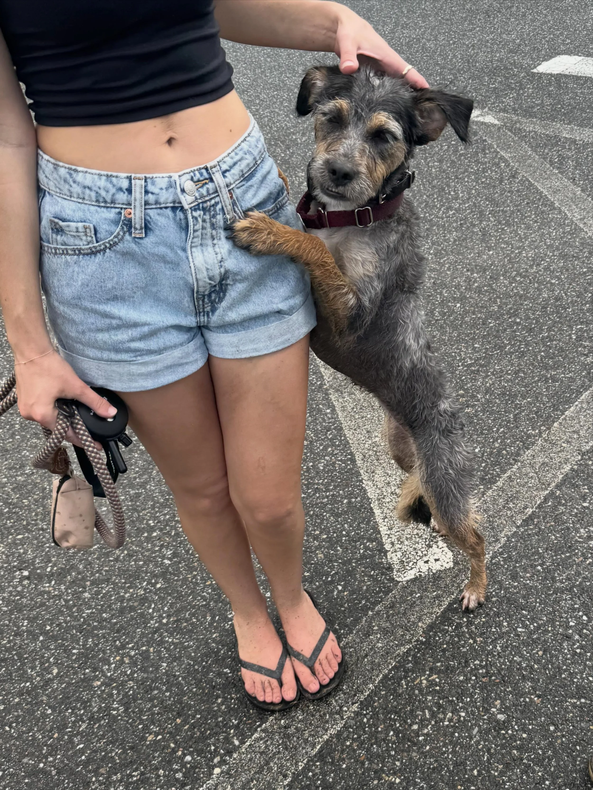 Survived the rain and got Yzma off-leash by working obedience on a long line then trusting our ecollar foundation around runners &amp; new dog friends! 

#dogtraining #obedience #markertraining #ecollartraining #iamgreatbayk9