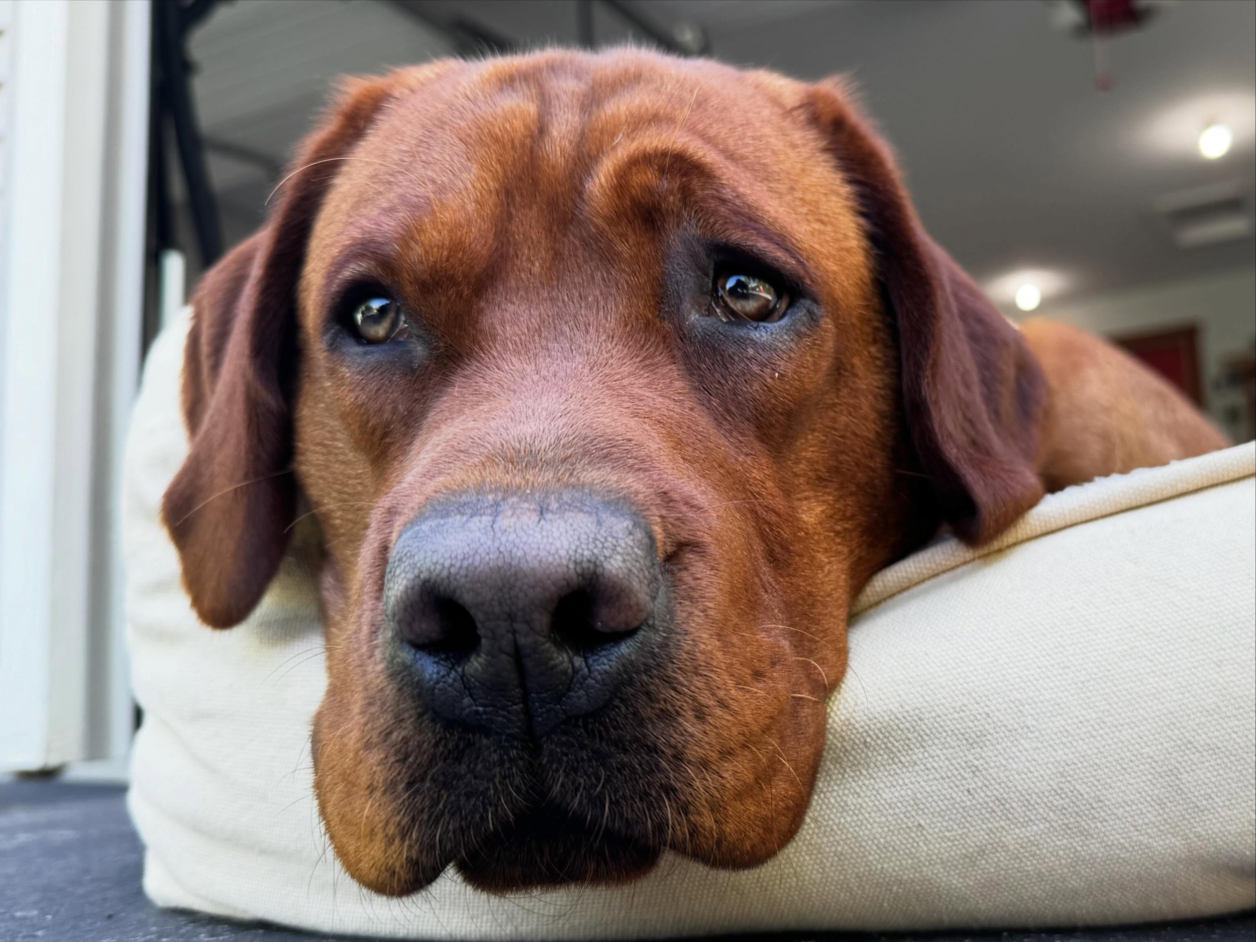 Hard to say no to a face like this, don&rsquo;t you agree? 
#dogtraining #obedience #markertraining #cooper #iamgreatbayk9