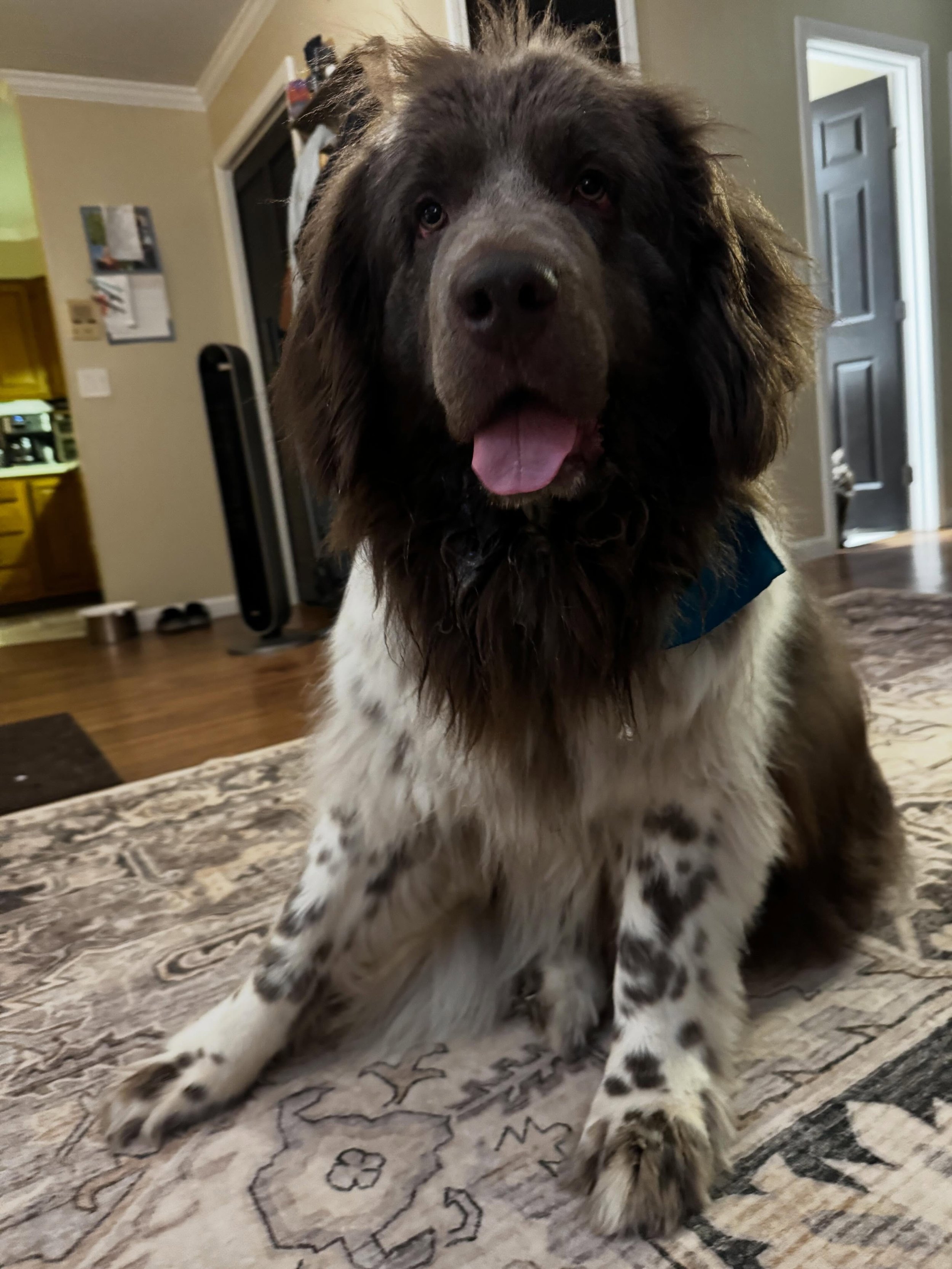 Start your marker training journey with Bailey! This sweet girl already had a lot of fun tricks up her sleeves, so we refined her mark and are already working advanced positions &amp; stability 👏 

#dogtraining #markertraining #obedience #newfie #ia