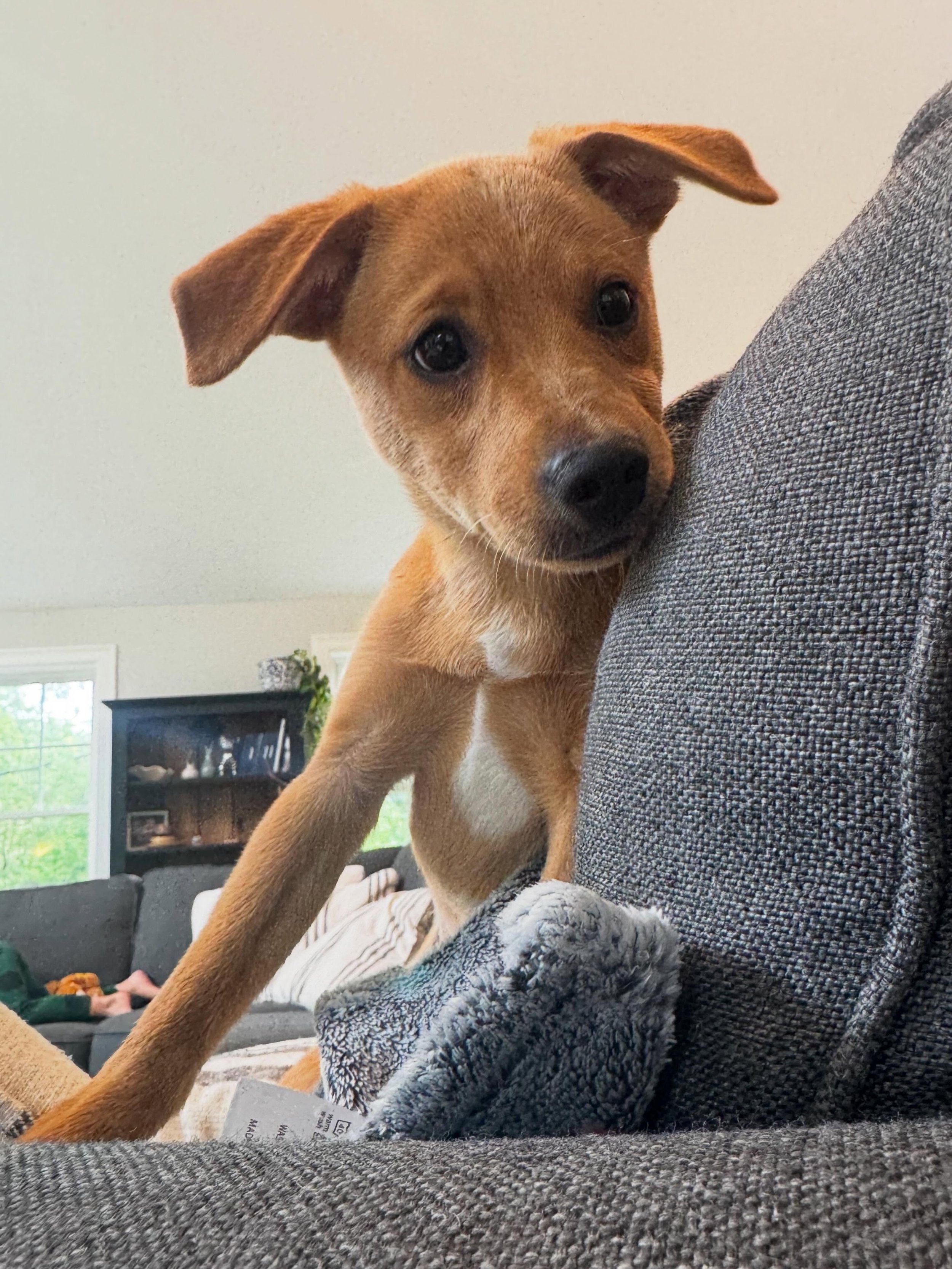 When we&rsquo;re working positions but we don&rsquo;t like what the dog is showing us, simply reshape the position! We lose nothing by making pups think and earn that mark and reward, just like Clover shows us here!

#dogtraining #obedience #markertr