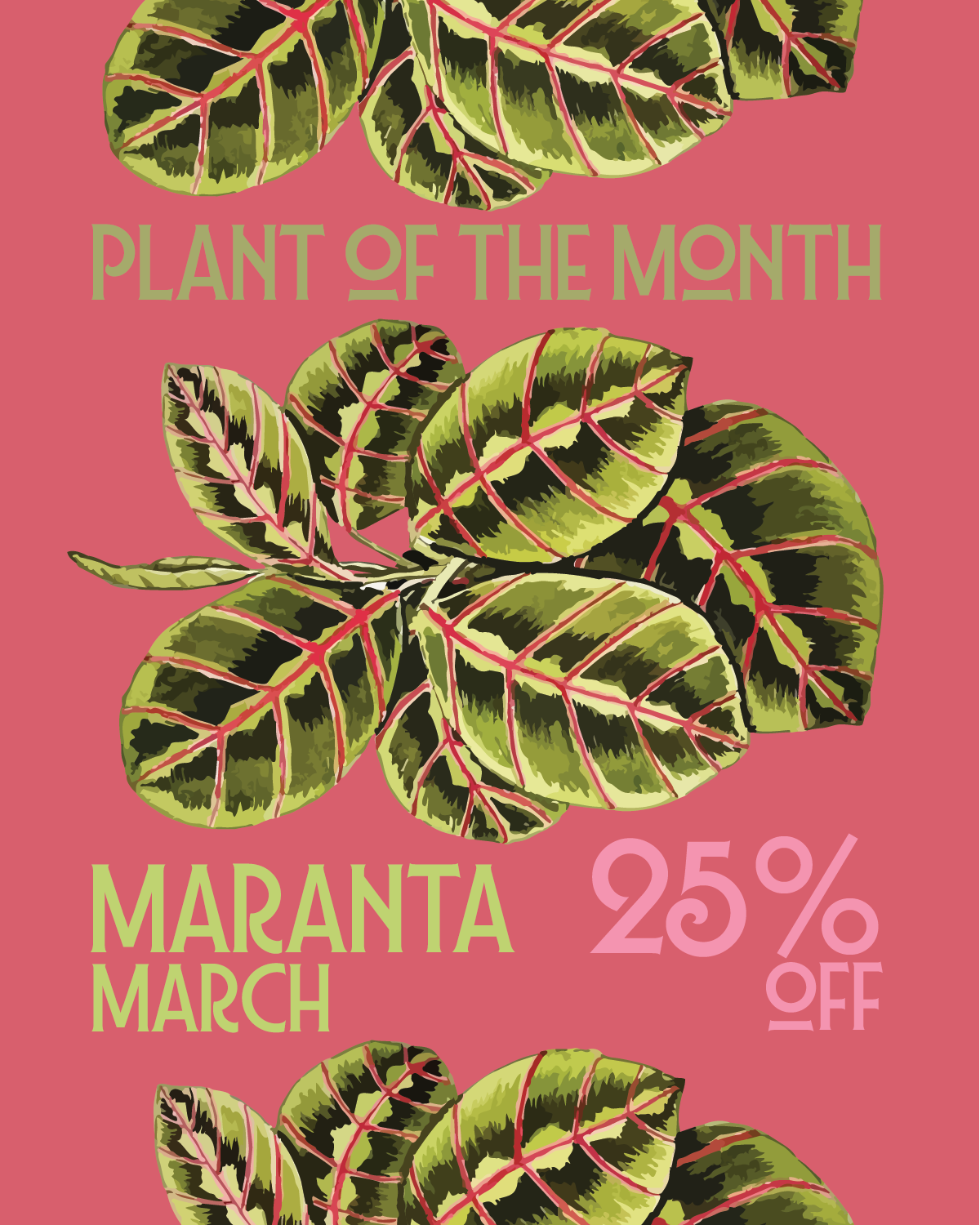 Plant of the month Maranta March 26.png