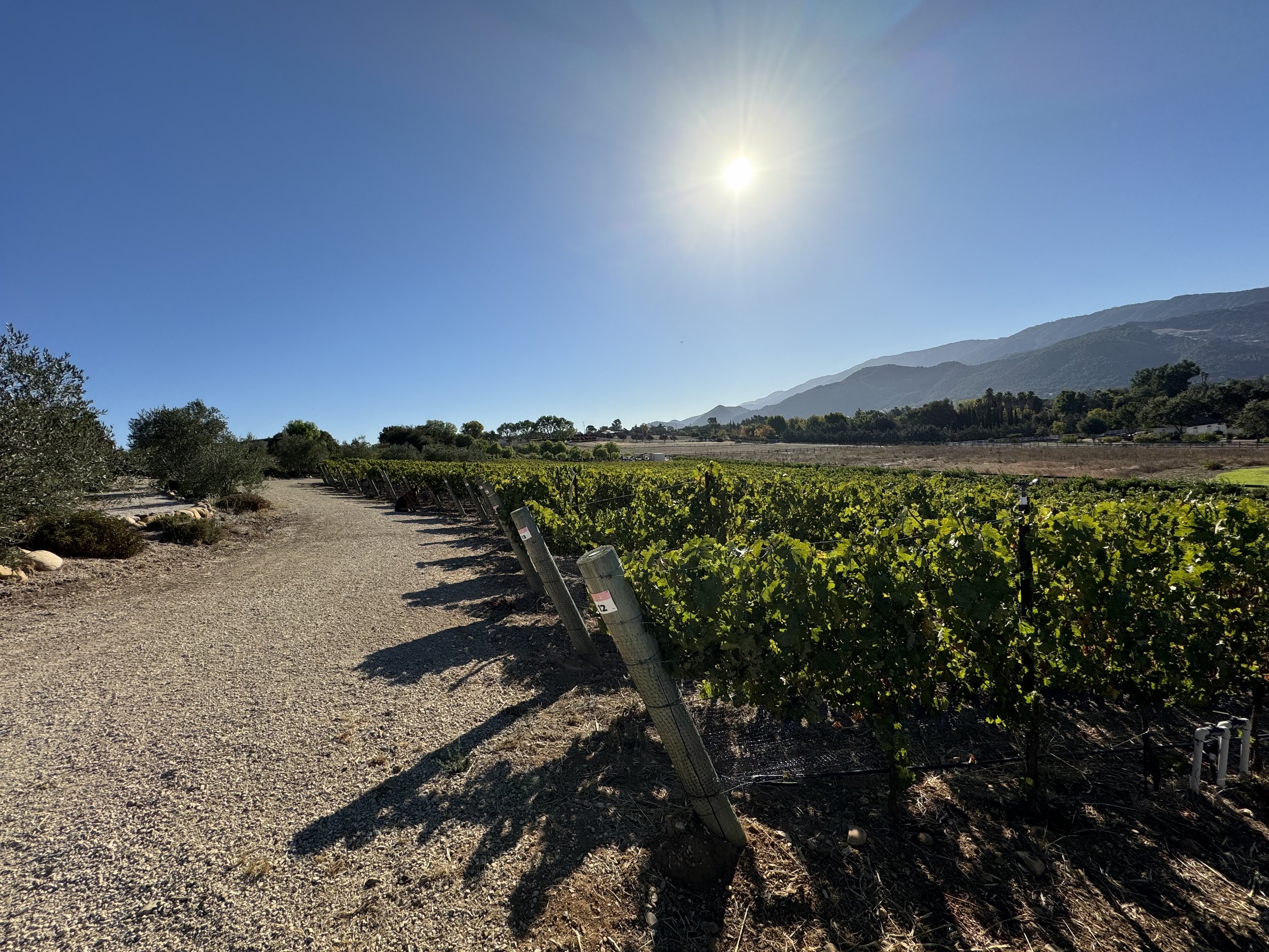 3twos Ranch INÉSUEÑO Bordeaux Blends Santa Ynez Valley - classic vineyard view looking east in late morning sun with vibrant blue sky