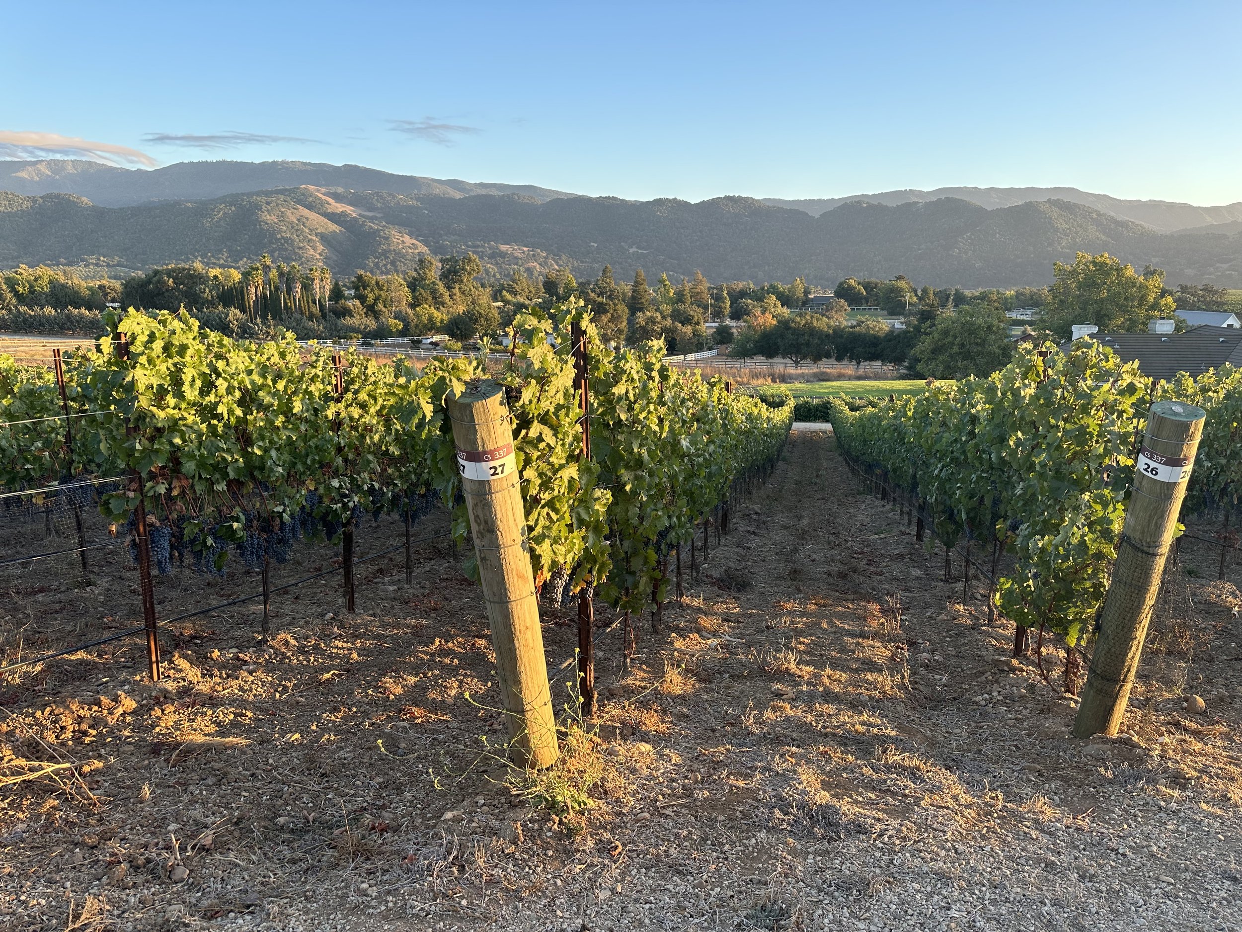 3twos Ranch INÉSUEÑO Bordeaux Blends Santa Ynez Valley - vineyard view from north showing slope