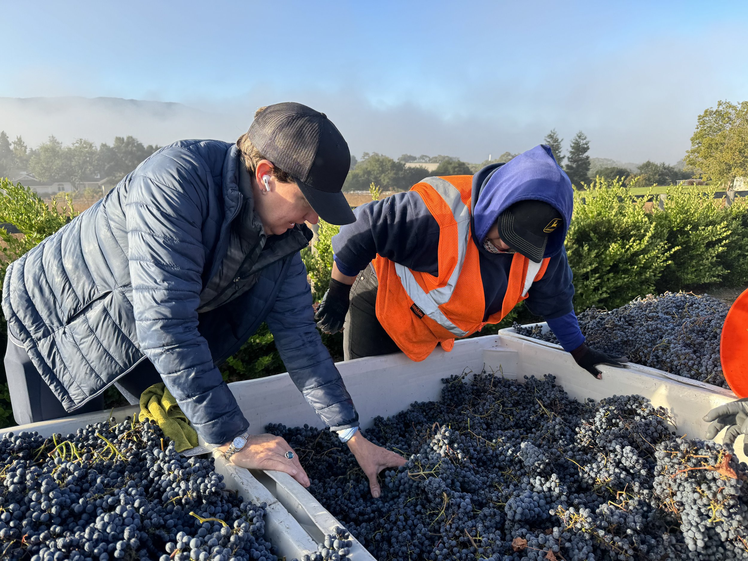 Further cleaning on site prior to sending to winery.