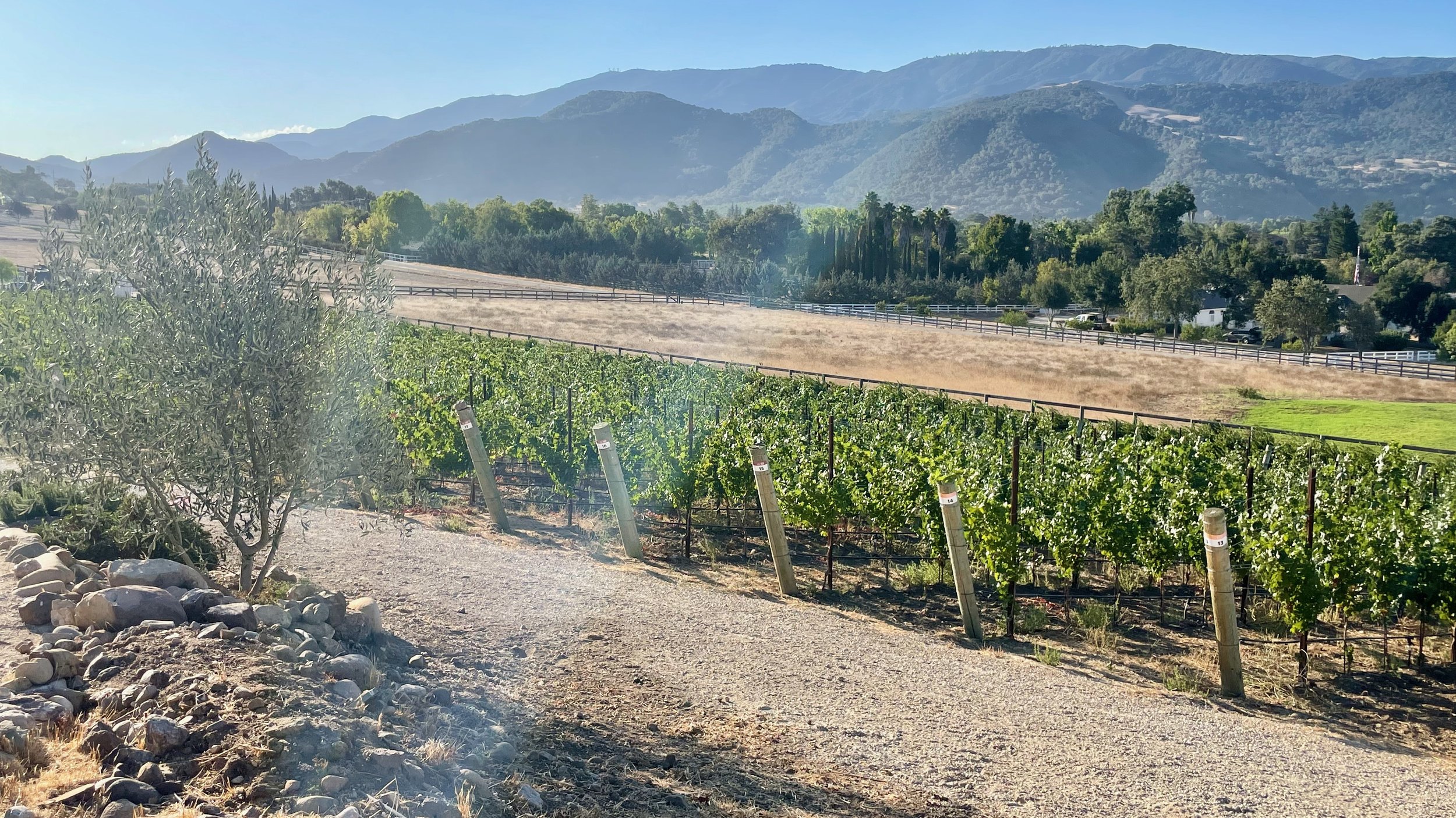 3twos Ranch INÉSUEÑO Bordeaux Blends Santa Ynez Valley - vineyard looking south midday sun