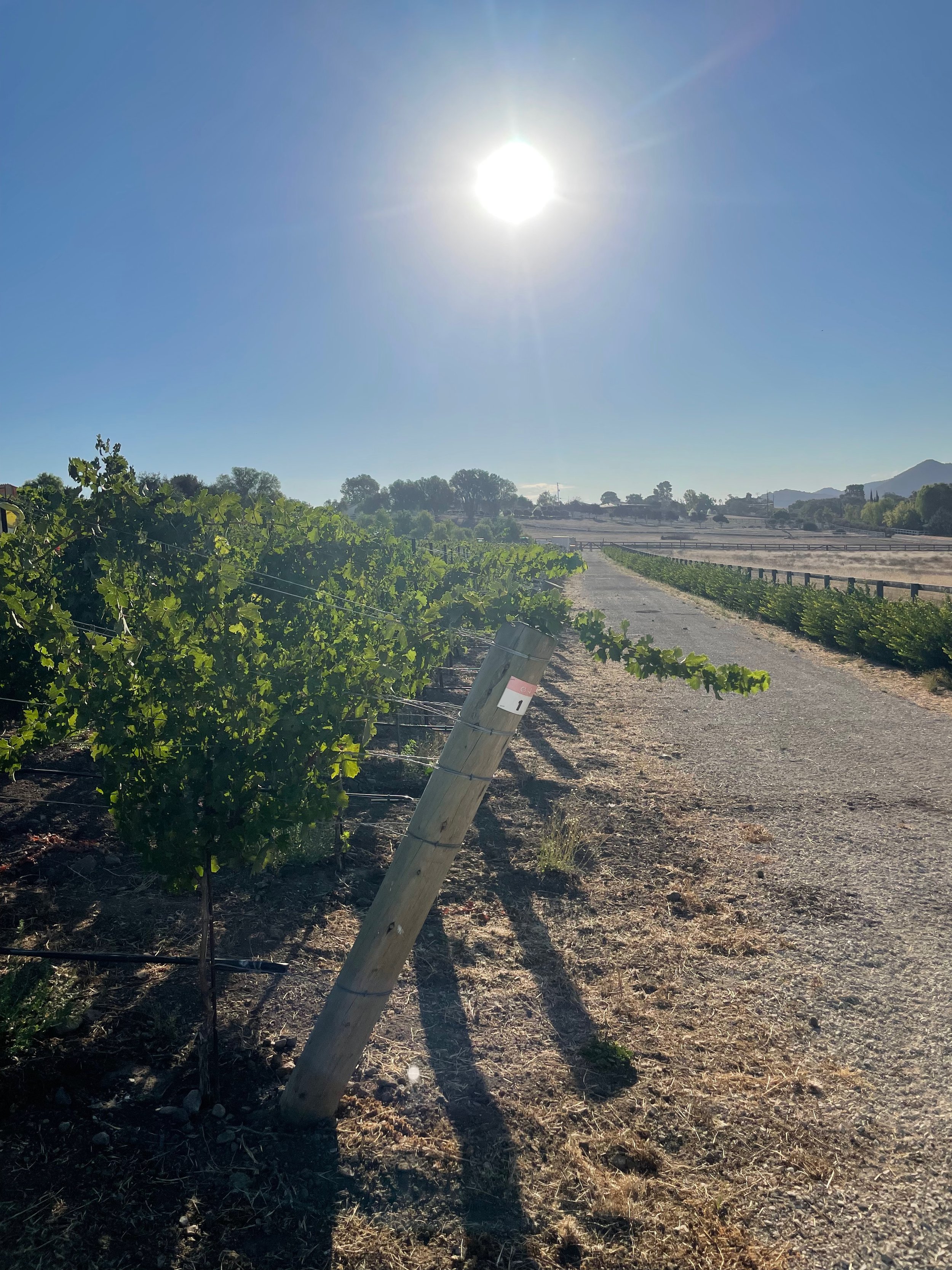 3twos Ranch INÉSUEÑO Bordeaux Blends Santa Ynez Valley - vineyard looking east from southern path with full morning sun and bright blue sky