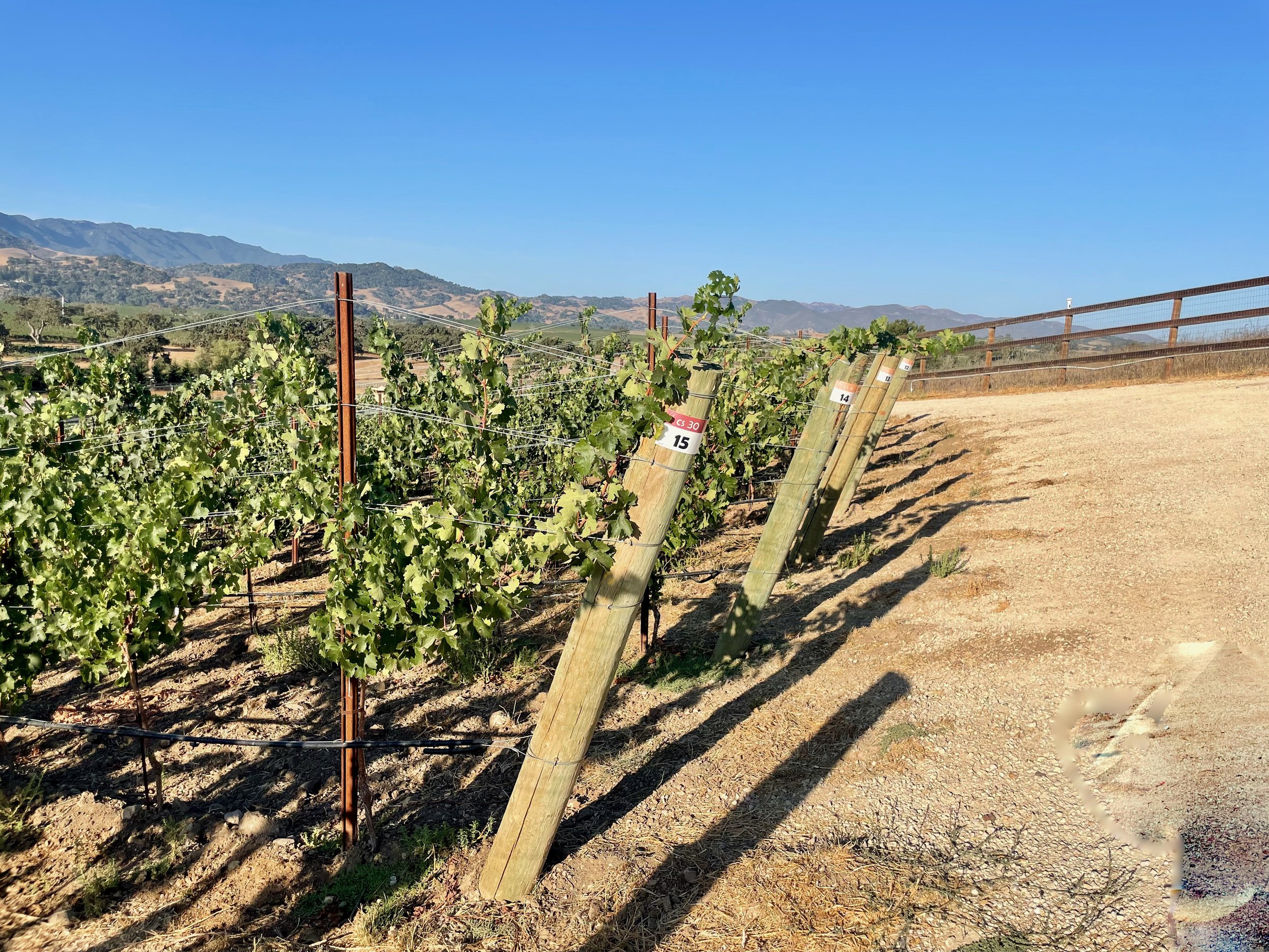 3twos Ranch INÉSUEÑO Bordeaux Blends Santa Ynez Valley - North west upper curve of vineyard looking west