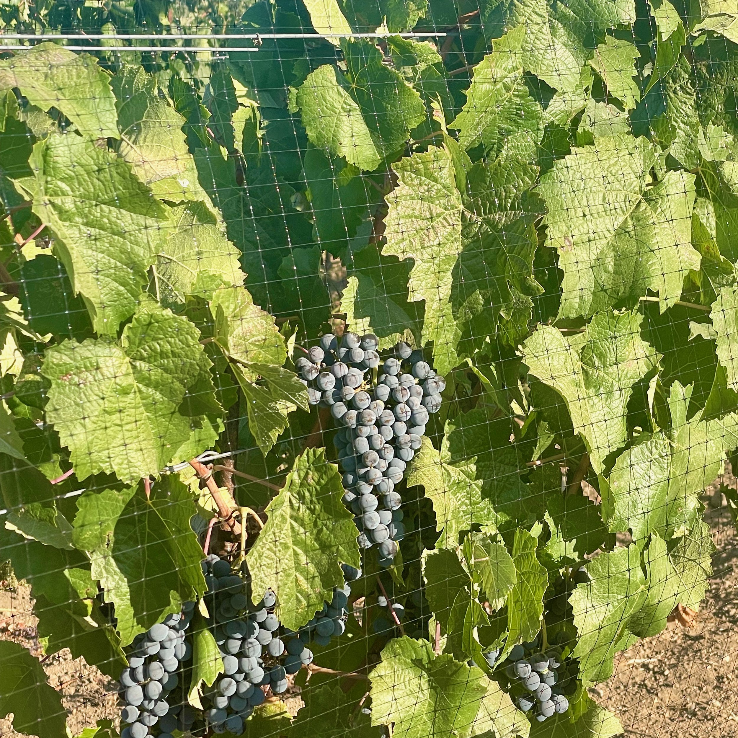 3twos Ranch INÉSUEÑO Bordeaux Blends Santa Ynez Valley - grape clusters protected from the birds by nets