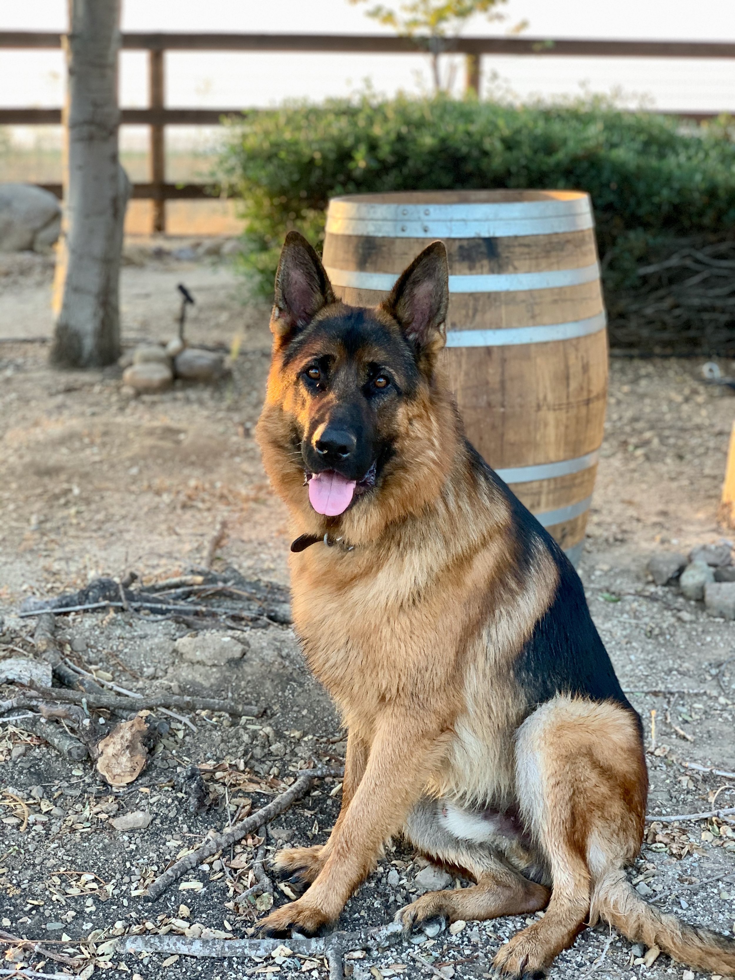 3twos Ranch INÉSUEÑO Bordeaux Blends Santa Ynez Valley - Oso, the German Shepherd dog and namesake for one of the two wines