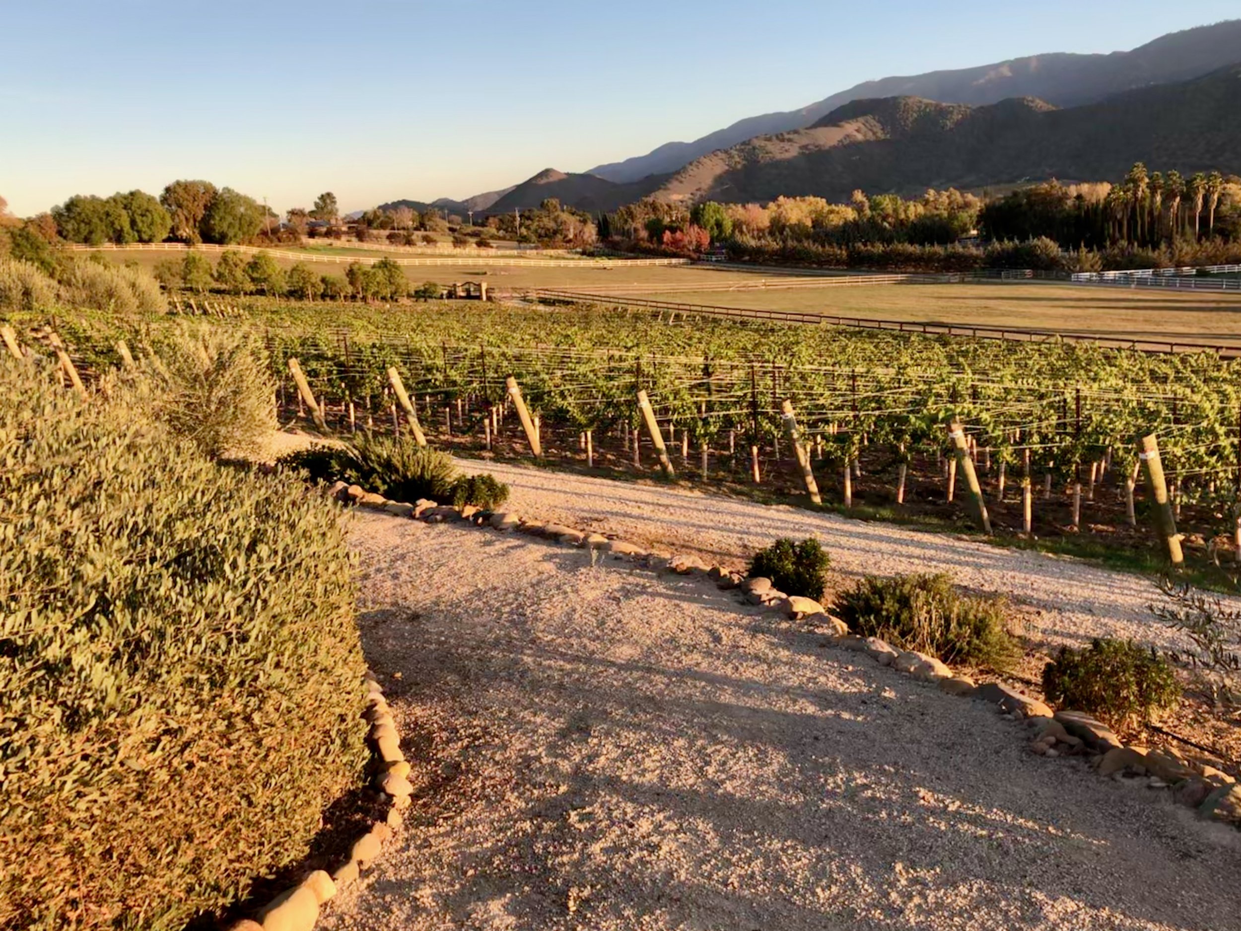 3twos Ranch INÉSUEÑO Bordeaux Blends Santa Ynez Valley - vineyard view late afternoon looking east from upper walking path