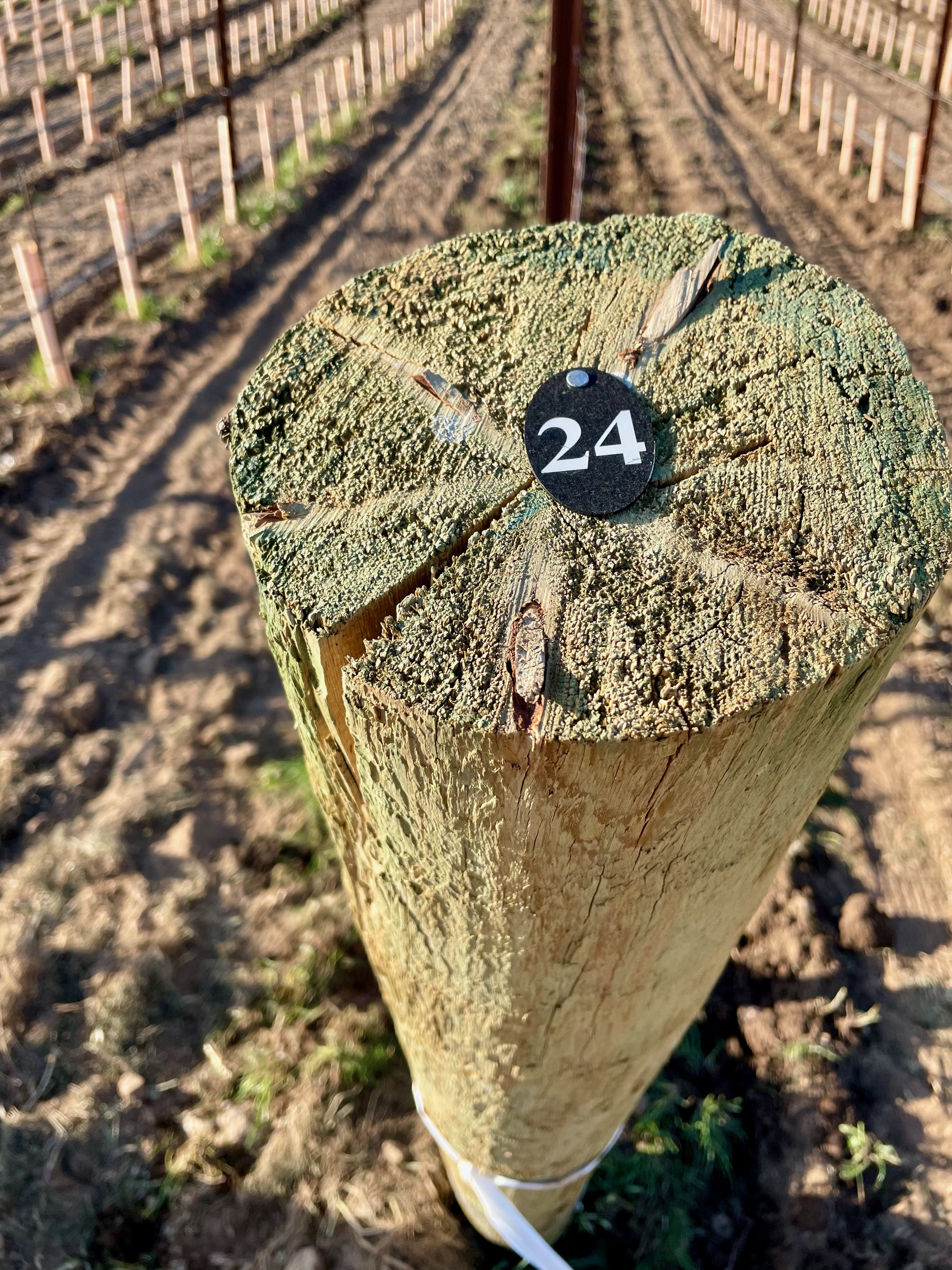 3twos Ranch INÉSUEÑO Bordeaux Blends Santa Ynez Valley - Row 24 southern post with new plants in their cones visible