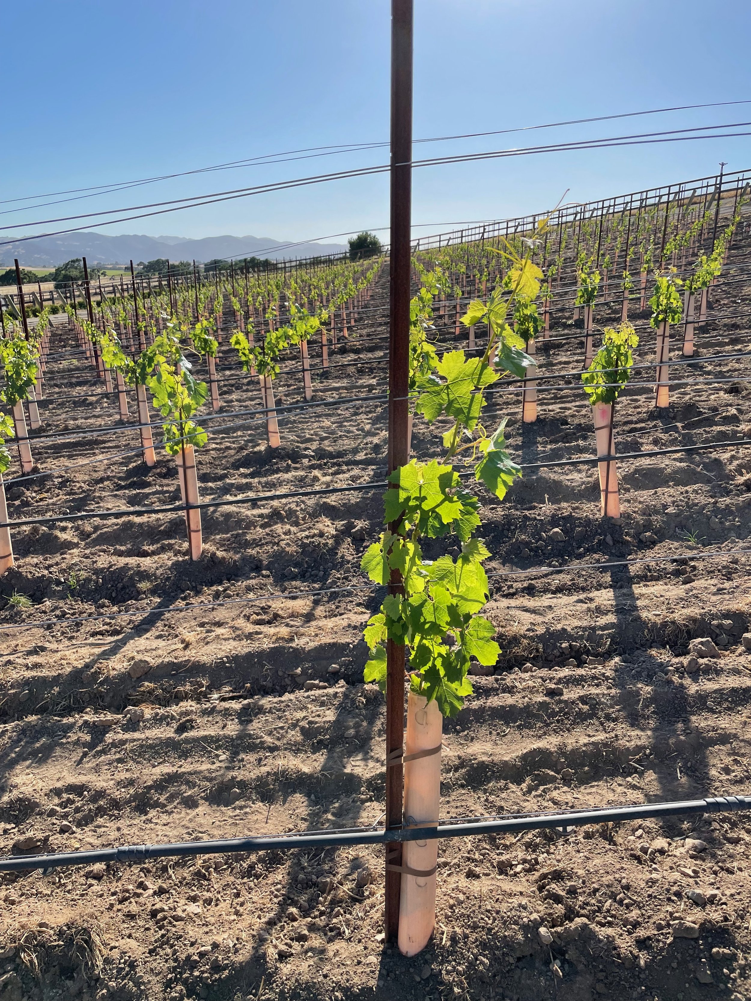 3twos Ranch INÉSUEÑO Bordeaux Blends Santa Ynez Valley - The vines peek above their cones