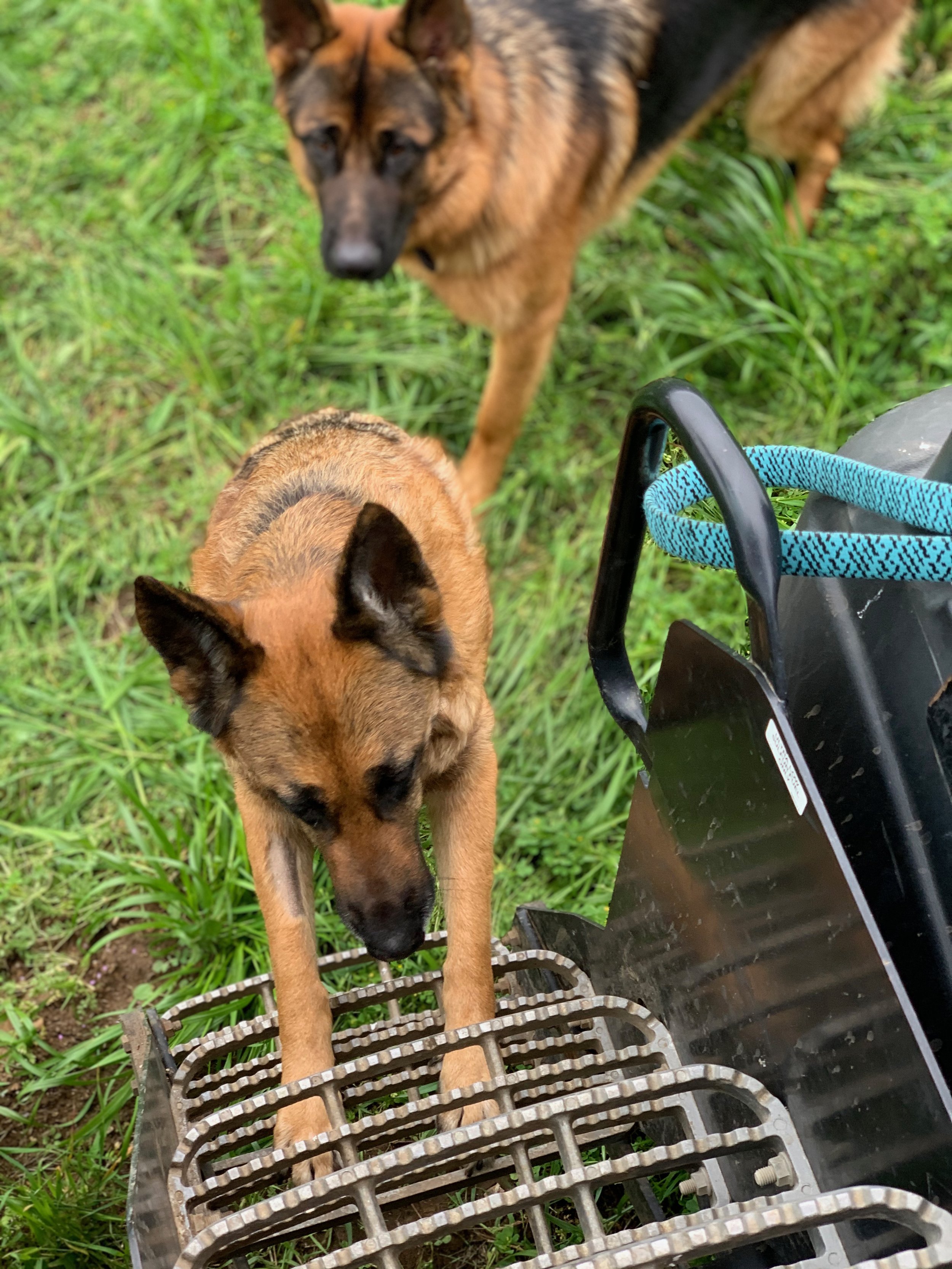 3twos Ranch INÉSUEÑO Bordeaux Blends Santa Ynez Valley - Luna and Oso German Shepherds - Luna climbing up tractor ladder