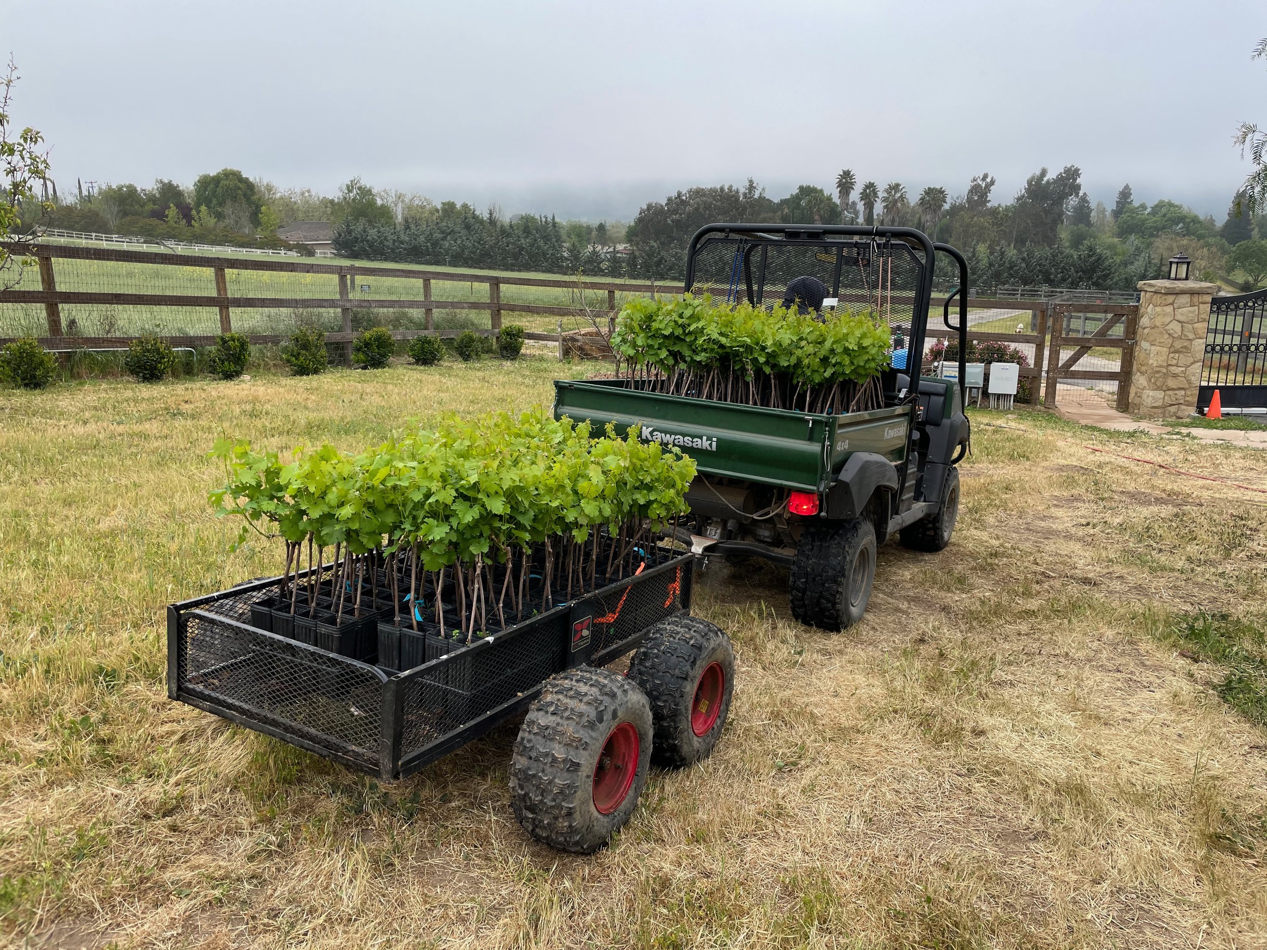 3twos Ranch INÉSUEÑO Bordeaux Blends Santa Ynez Valley - moving the young vines into position in the vineyard, Kawaski and trailer