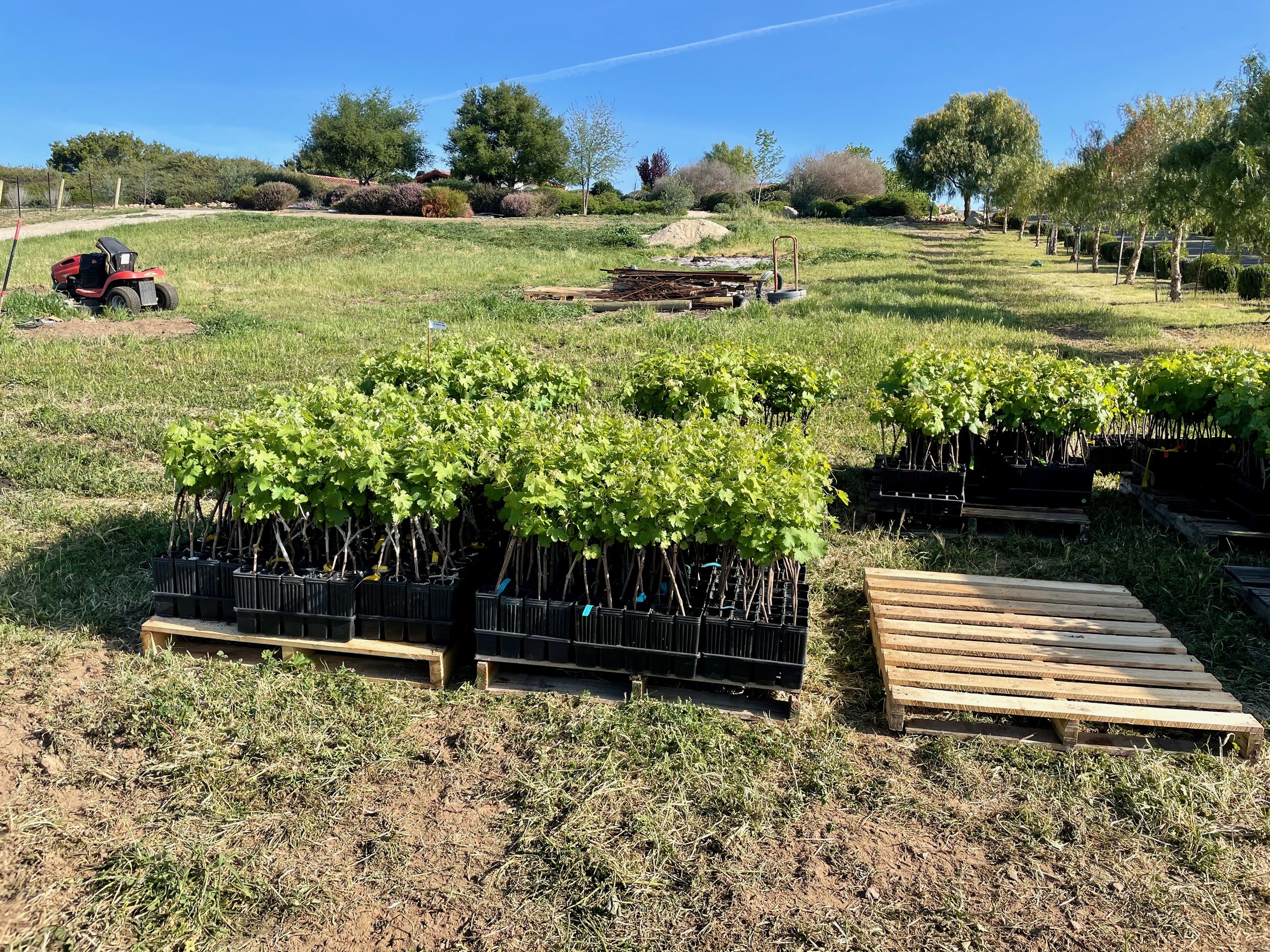 3twos Ranch INÉSUEÑO Bordeaux Blends Santa Ynez Valley - the vines arriving and being setup for planting