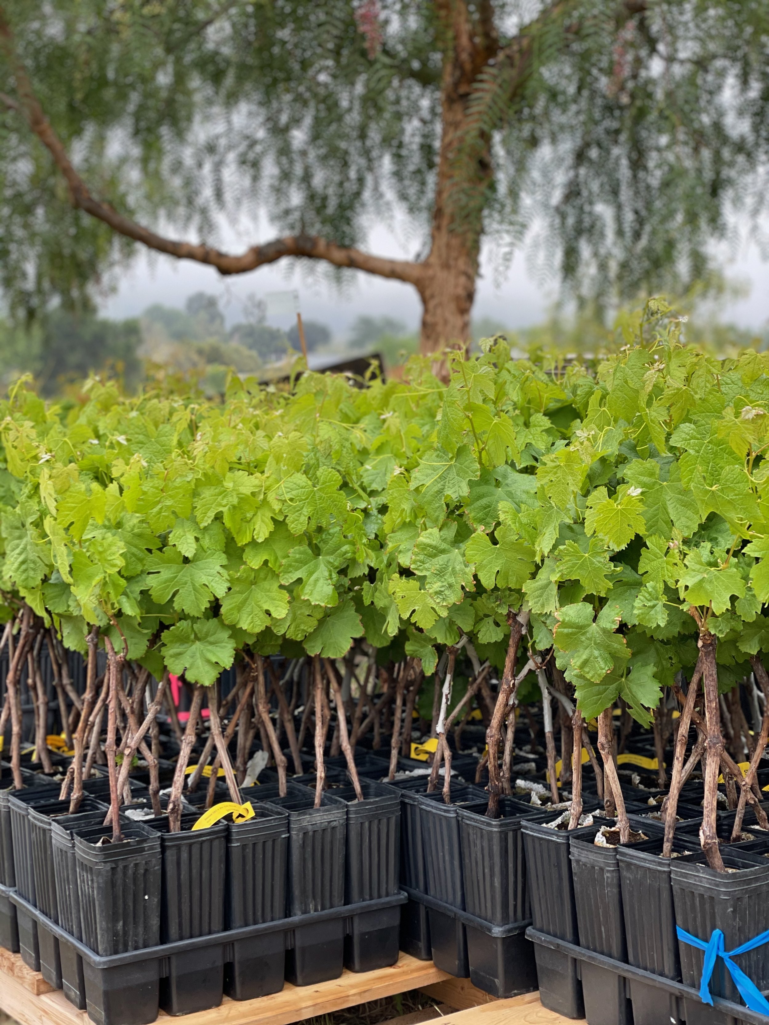 3twos Ranch INÉSUEÑO Bordeaux Blends Santa Ynez Valley - young vines awaiting planting