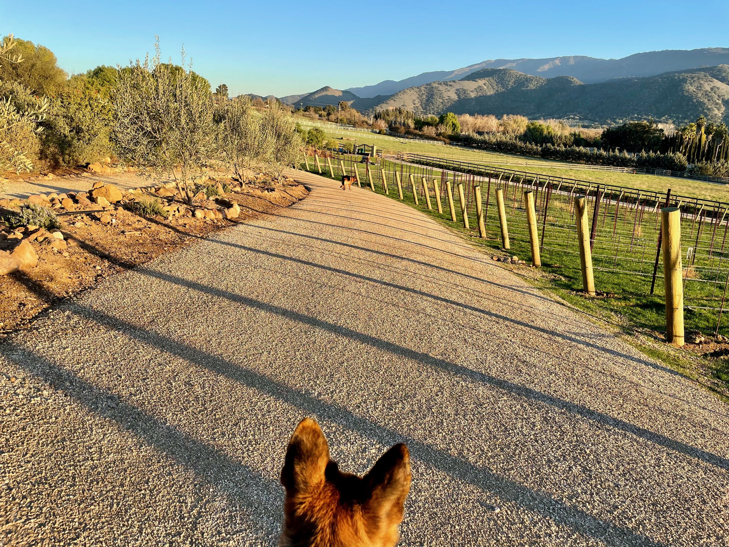 3twos Ranch INÉSUEÑO Bordeaux Blends Santa Ynez Valley - View of vineyard looking east, German Shepherd Oso's ears visible