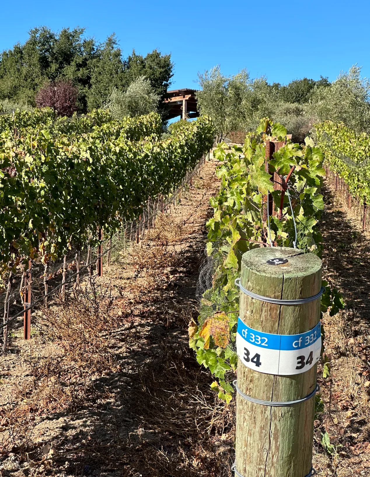 INÉSUEÑO Exquisite Bordeaux-style Blends Santa Ynez Valley Los Olivos District AVA - row 34 looking north, roof line of pergola peeking out from behind Oak trees at top of vineyard.