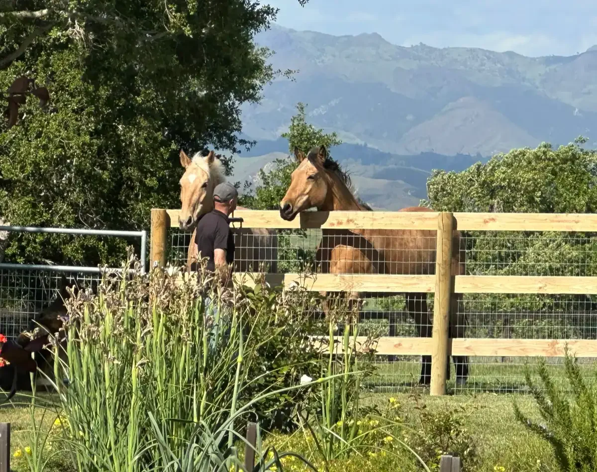 Golden Horses in Every Way