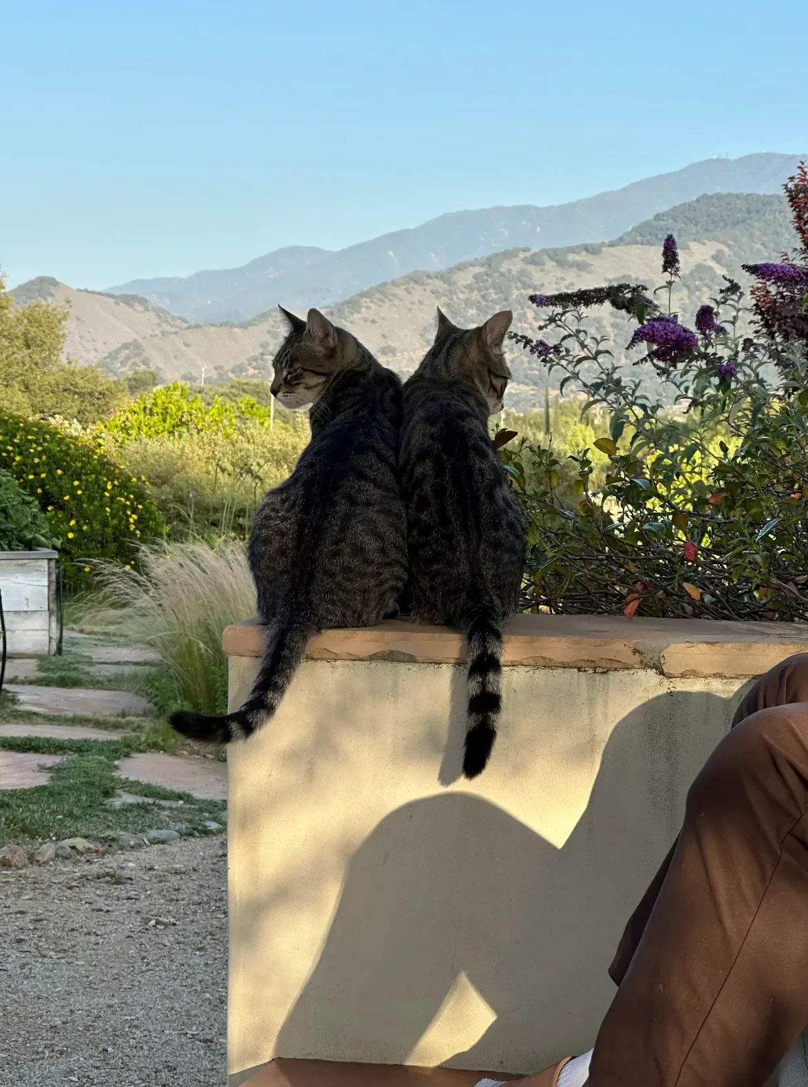 Vineyard Cats Enjoy Sunsets Too