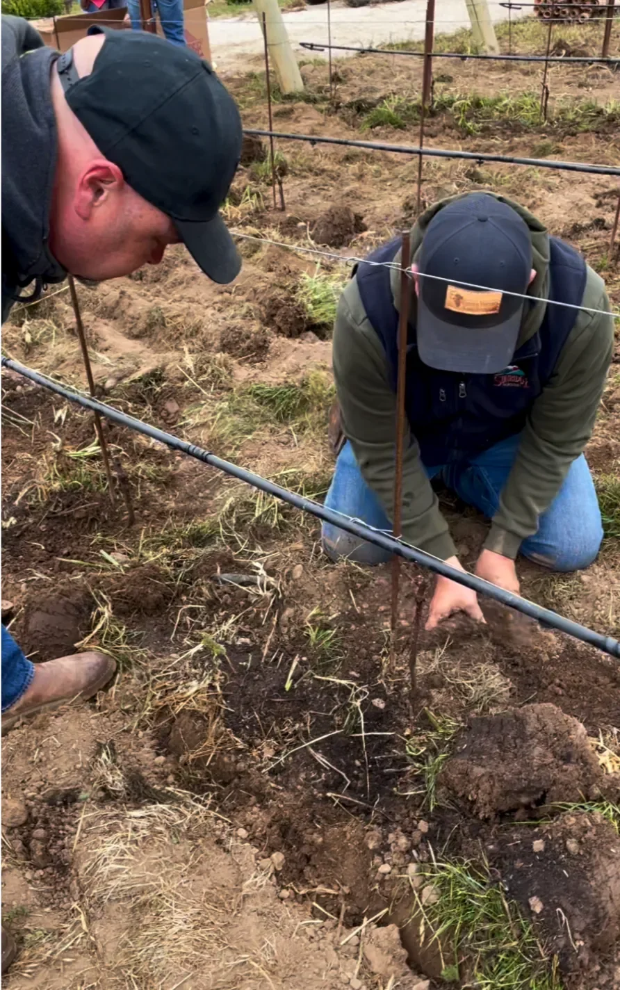 INÉSUEÑO Exquisite Bordeaux-style Blends Santa Ynez Valley Los Olivos District AVA - Santa Ynez Valley - planting fhe first vines.