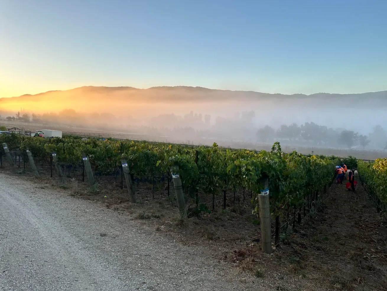 INÉSUEÑO Exquisite Bordeaux-style Blends Santa Ynez Valley Los Olivos District AVA - harvest time, river fog, sun coming up.