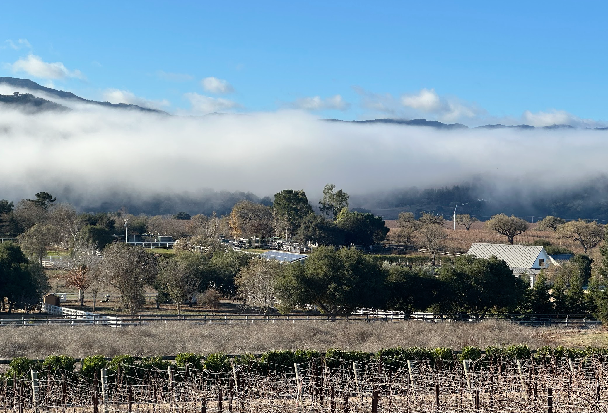 3twos Ranch INÉSUEÑO Bordeaux Blends Santa Ynez Valley - River fog visible from top of vineyard