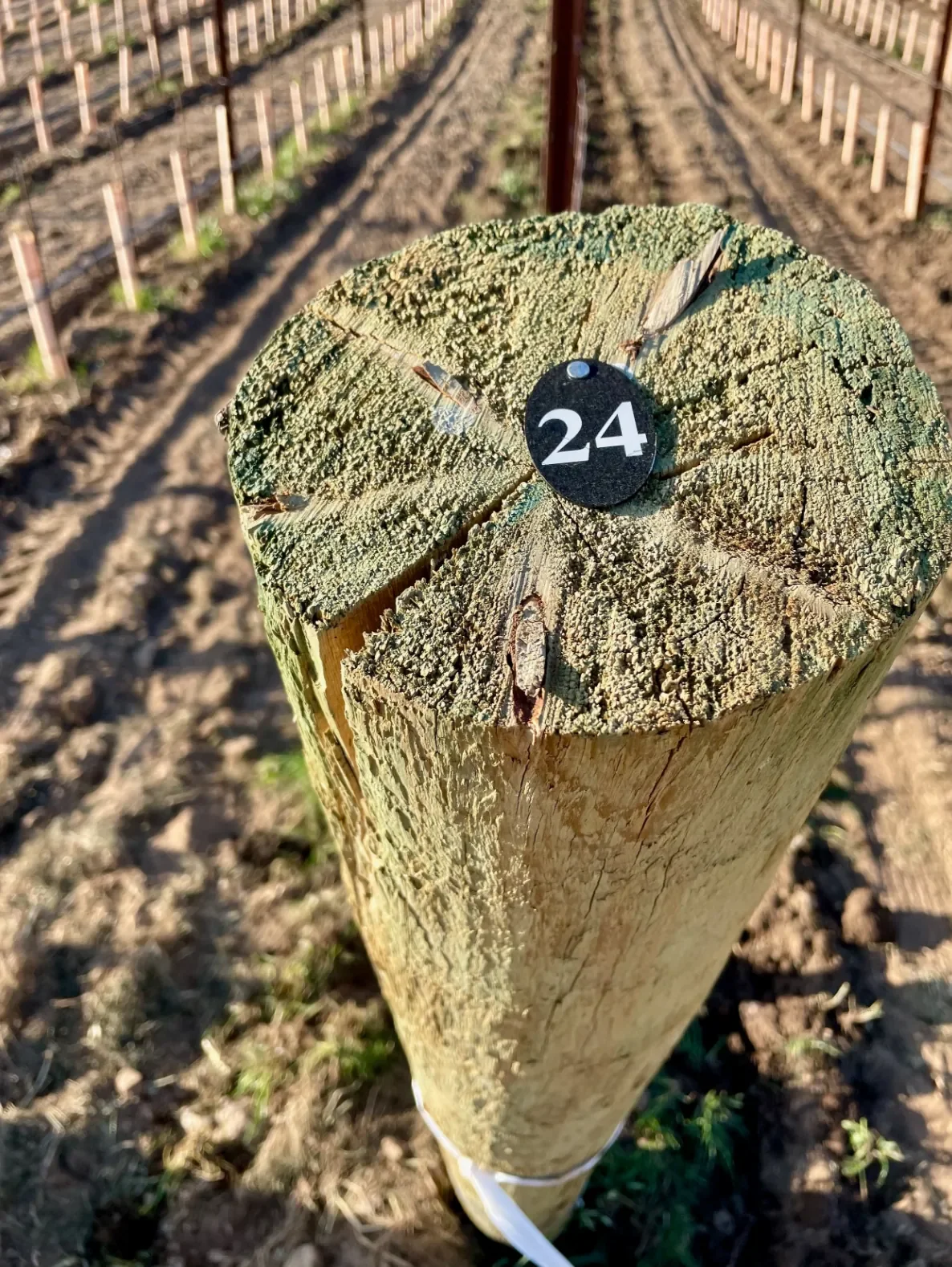 INÉSUEÑO Exquisite Bordeaux-style Blends Santa Ynez Valley Los Olivos District AVA - Row 24 southern post with new plants in their cones visible.