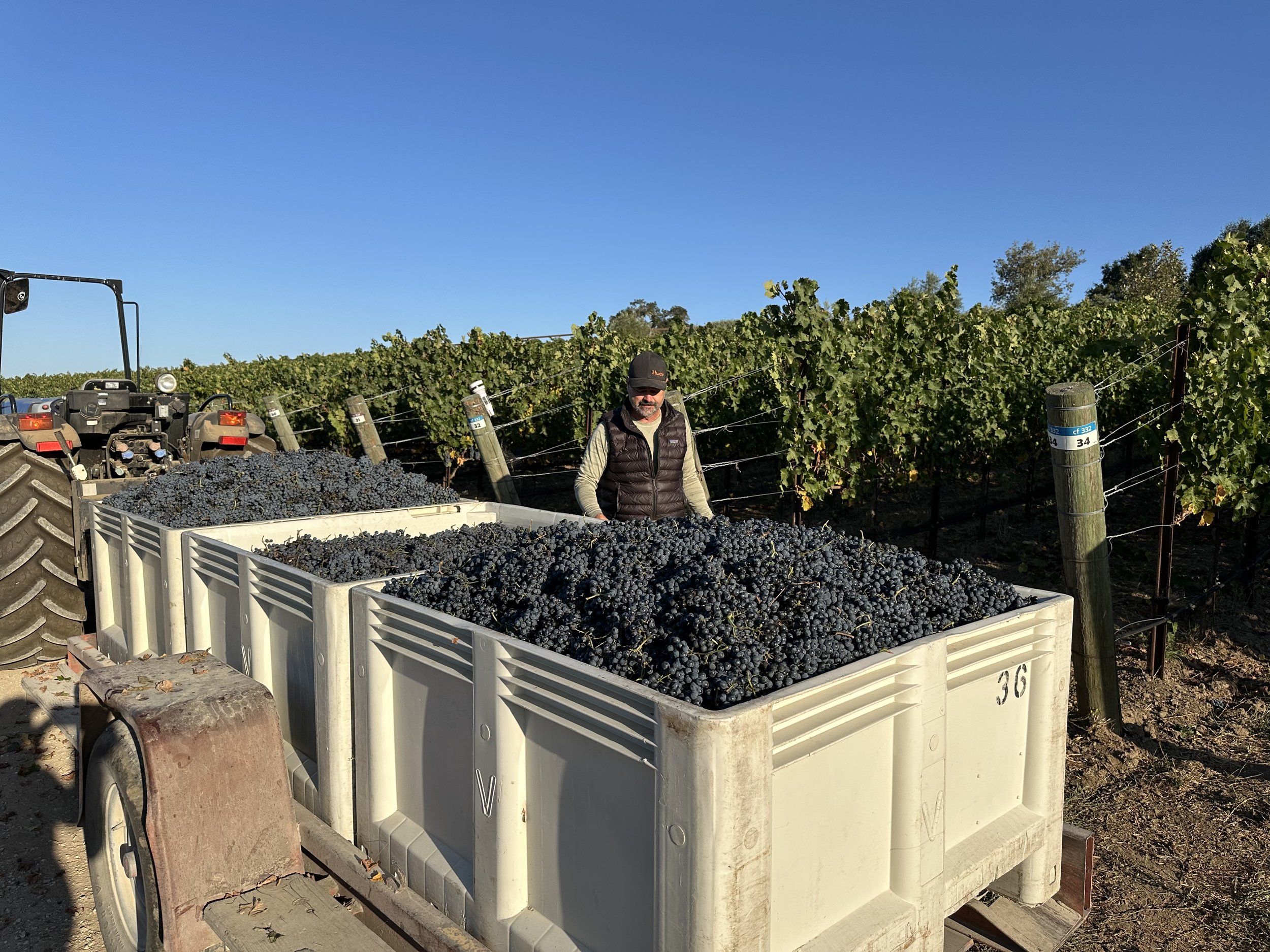3twos Ranch INÉSUEÑO Bordeaux Blends Santa Ynez Valley - Harvest with 3 full bins of grapes
