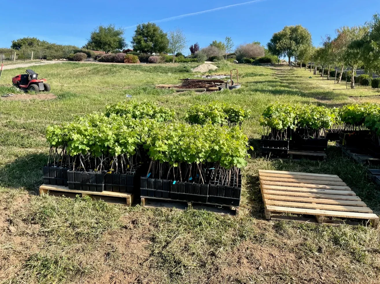 INÉSUEÑO Exquisite Bordeaux-style Blends Santa Ynez Valley Los Olivos District AVA- the vines arriving and being setup for planting.