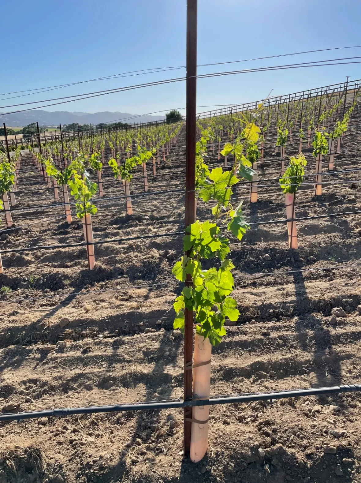 INÉSUEÑO Exquisite Bordeaux-style Blends Santa Ynez Valley Los Olivos District AVA - The vines peek above their cones.