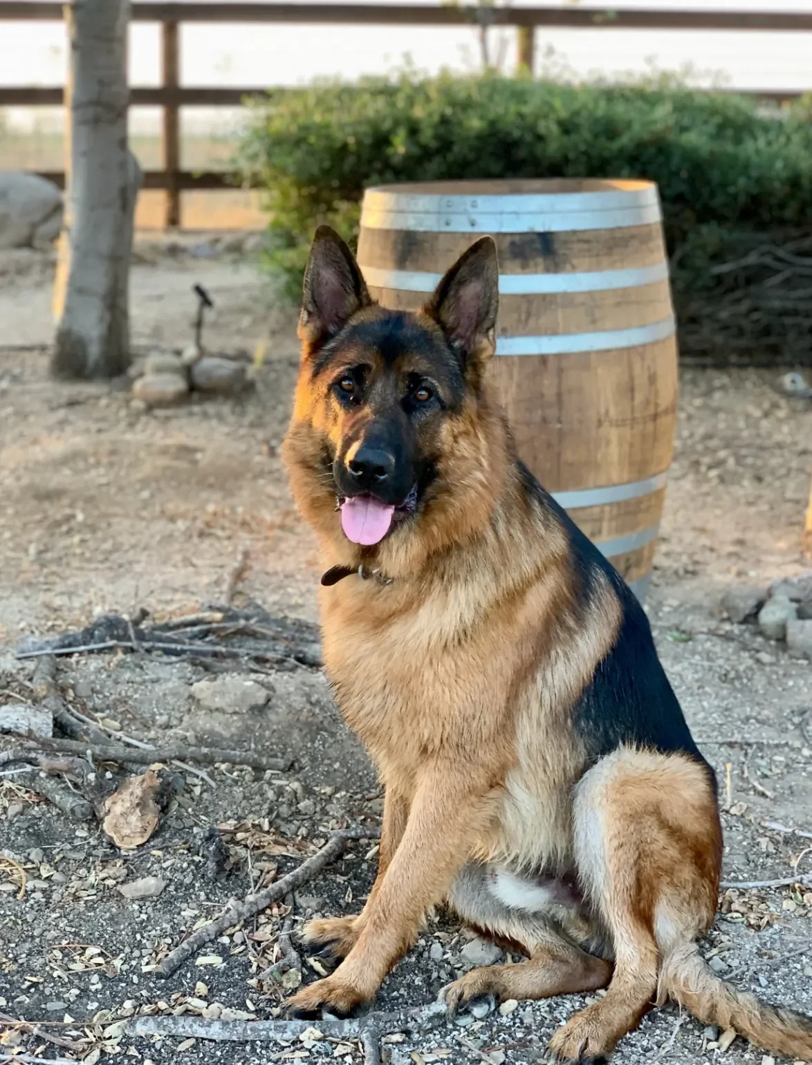INÉSUEÑO Exquisite Bordeaux-style Blends Santa Ynez Valley Los Olivos District AVA- "Oso" the German Shepherd for whom the wine is named.