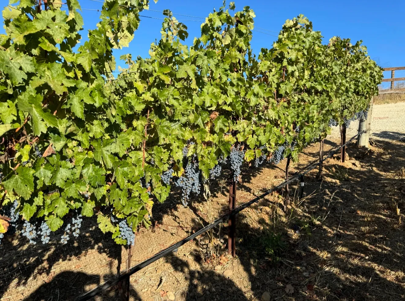 INÉSUEÑO Exquisite Bordeaux-style Blends Santa Ynez Valley Los Olivos District AVA - beautiful grape cluster almost getting ready for harvesting.
