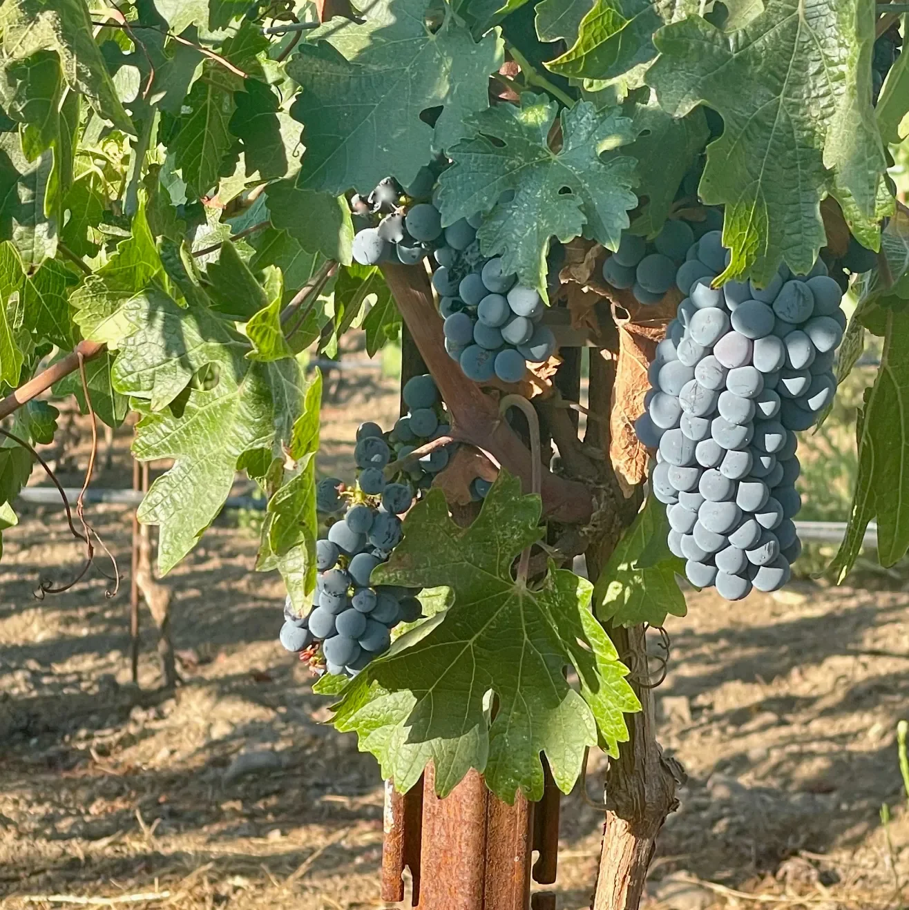 INÉSUEÑO Exquisite Bordeaux-style Blends Santa Ynez Valley Los Olivos District AVA -  bunch of ripening grapes hanging from a vine in a vineyard with green canopy.