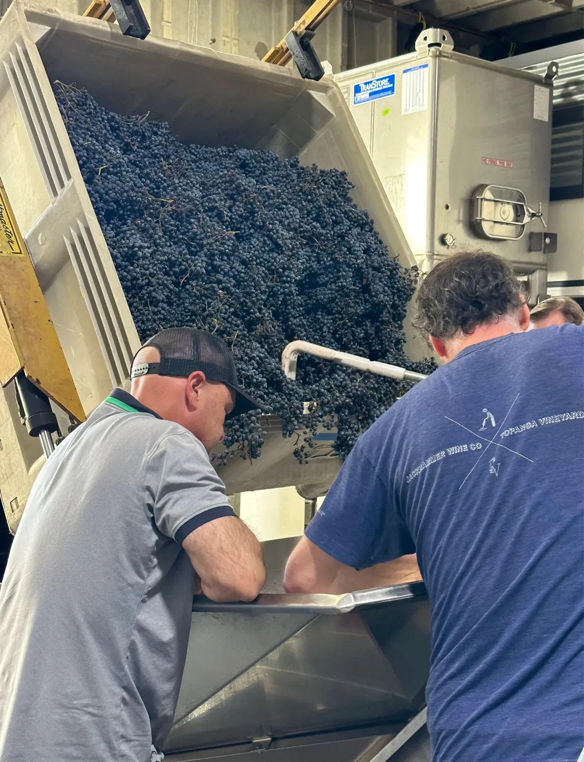 INÉSUEÑO Exquisite Bordeaux-style Blends Santa Ynez Valley Los Olivos District AVA - 2023 grapes being sorted and into the fermentation bins - on their way to becoming wine with Julio Estrada and Brandon Sparks-Gillis.