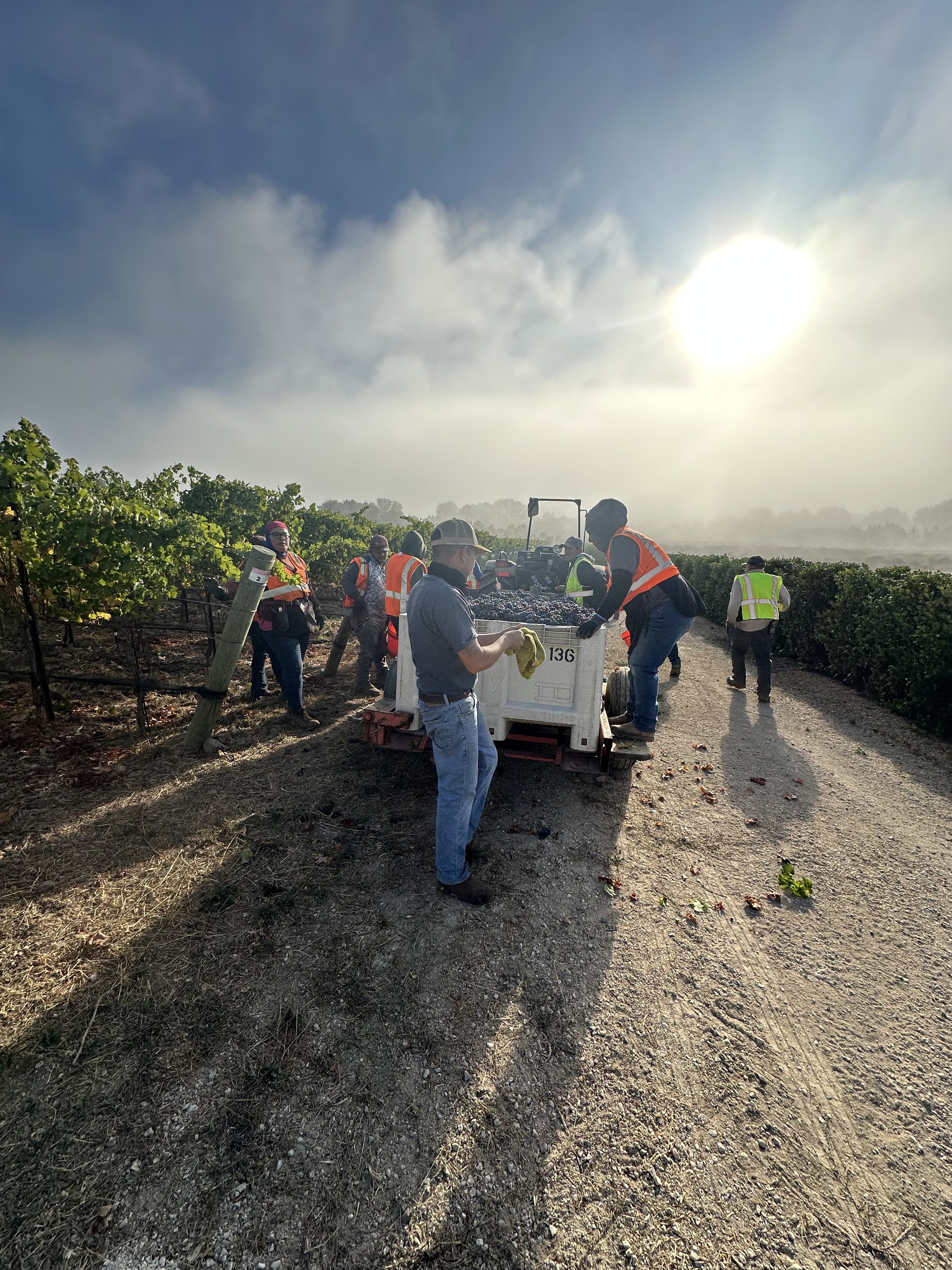 3twos Ranch INÉSUEÑO Bordeaux Blends Santa Ynez Valley - Harvest in early morning